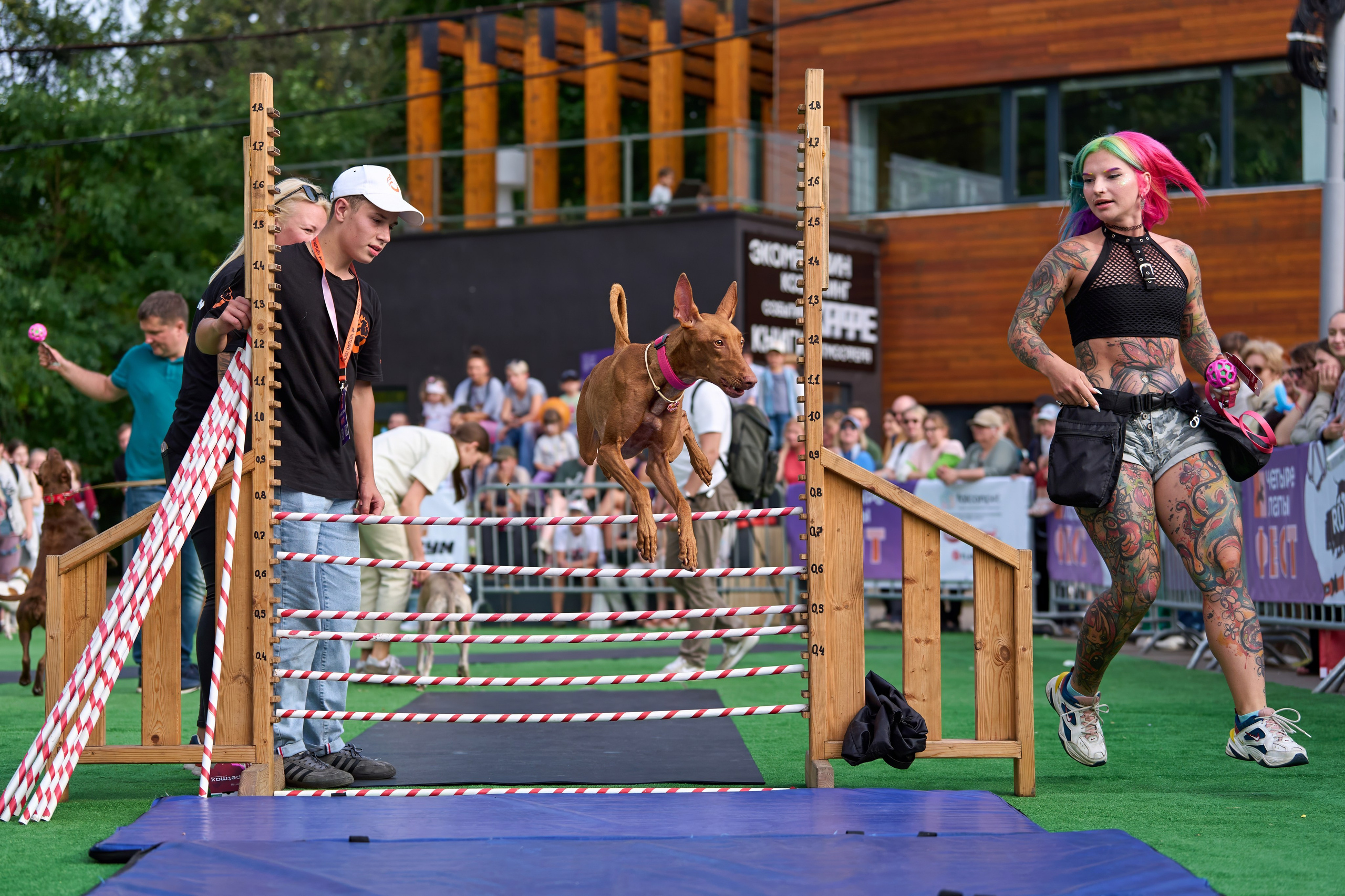 4 лапы Фест. Многоборье. Фотограф-анималист Михаил Манухин