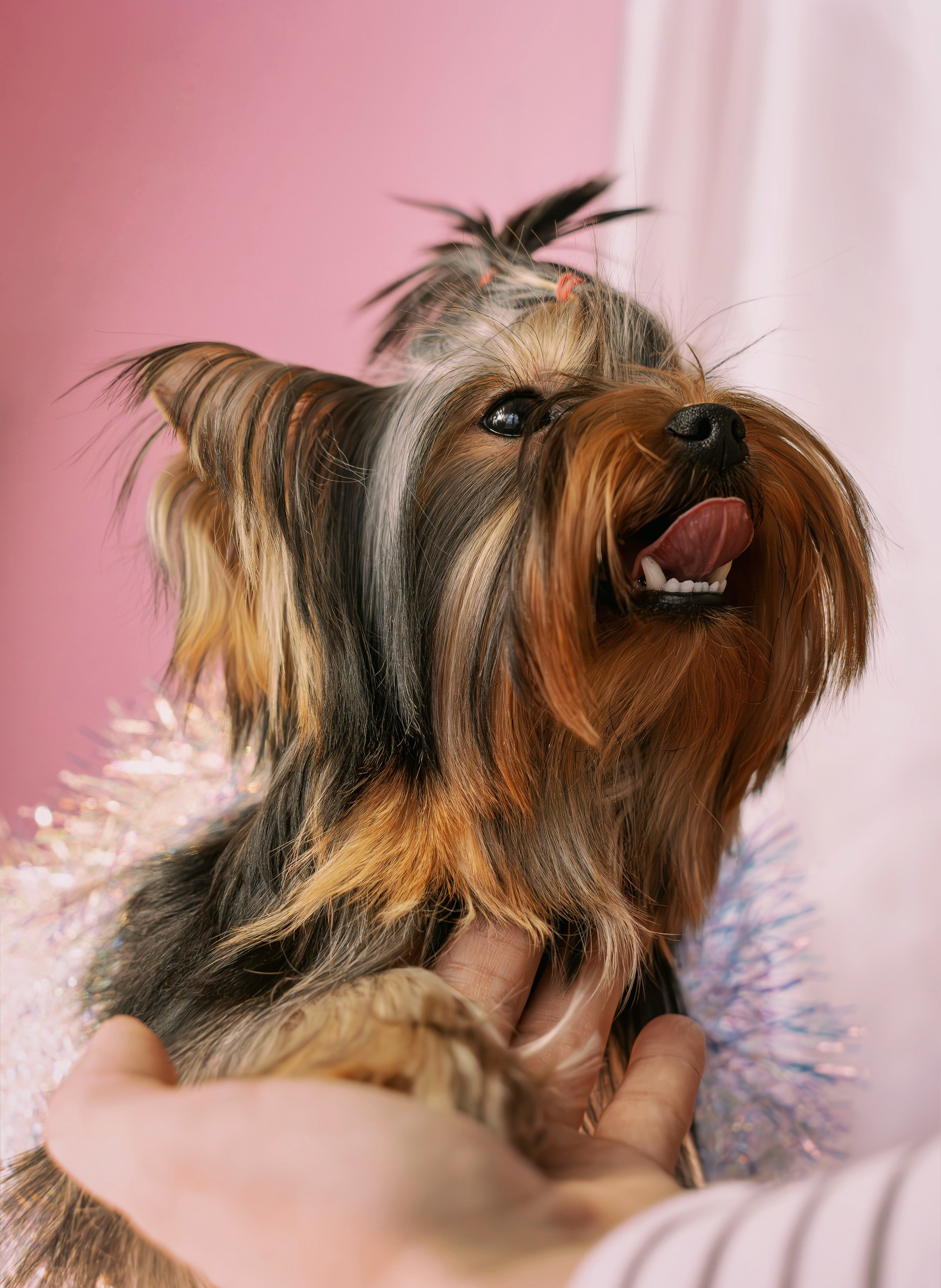 Малышка йорк Никуша. Семейный фотограф анималист г. Находка