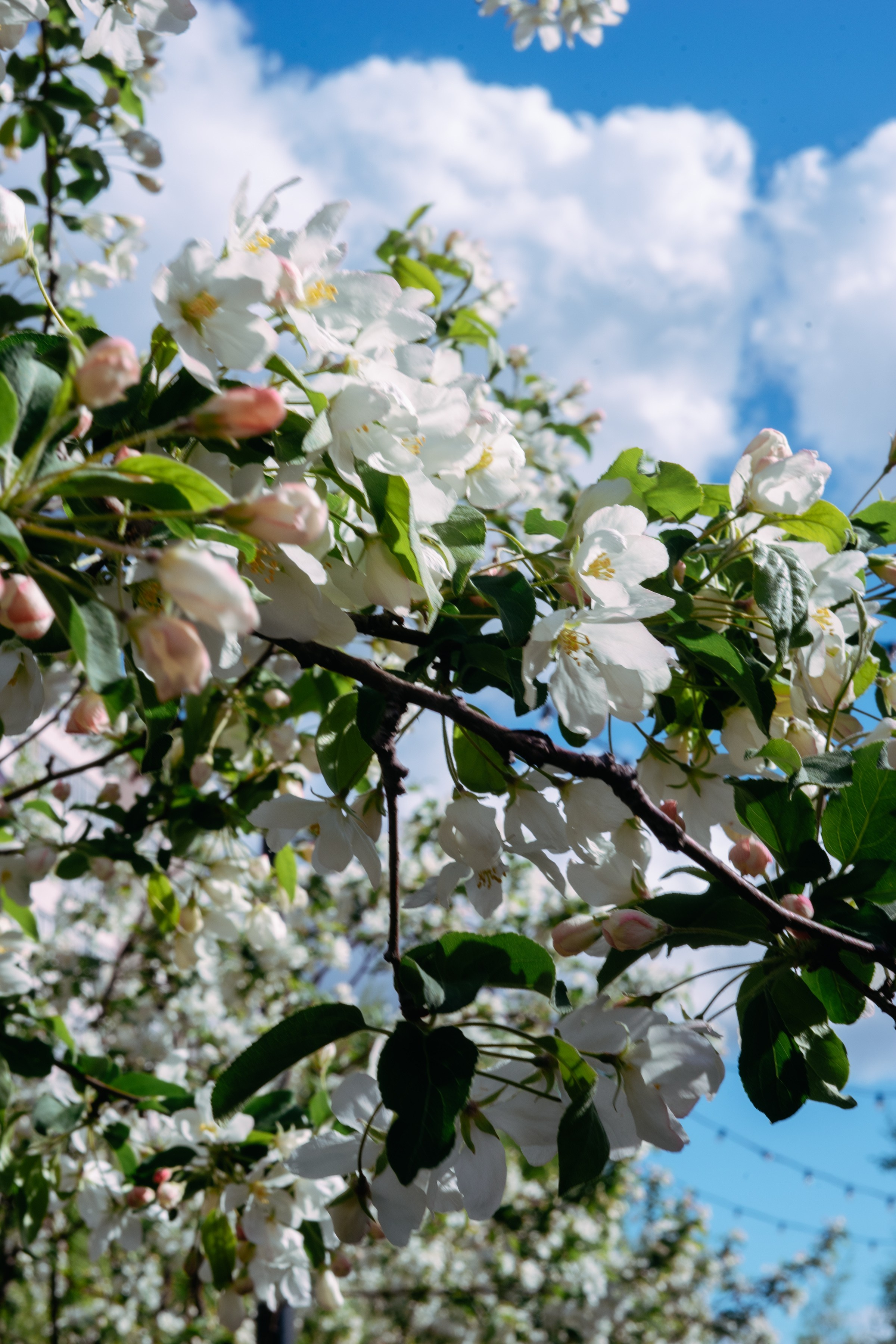 Екатерина в парке. Фотограф в Казани Алсу Багабиева