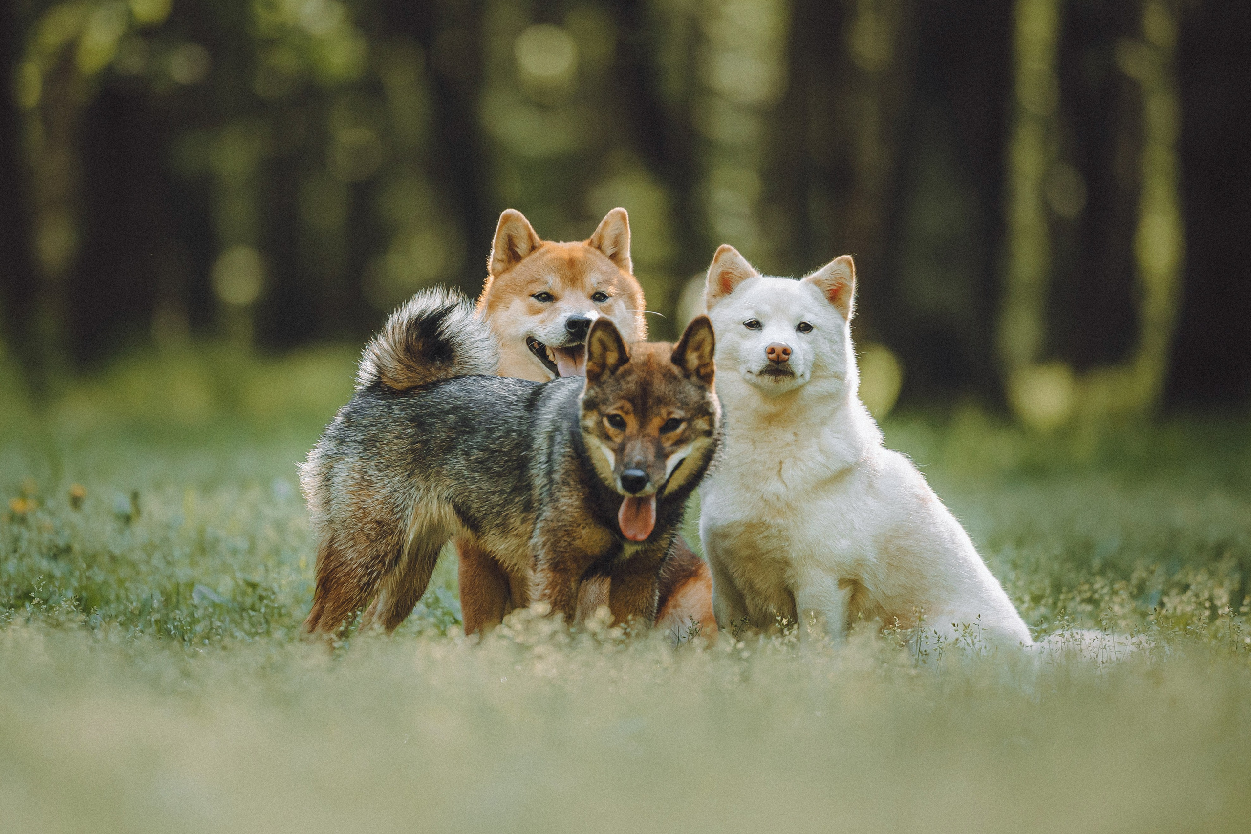 Шед, Цири, Чиби, Цера и их семья