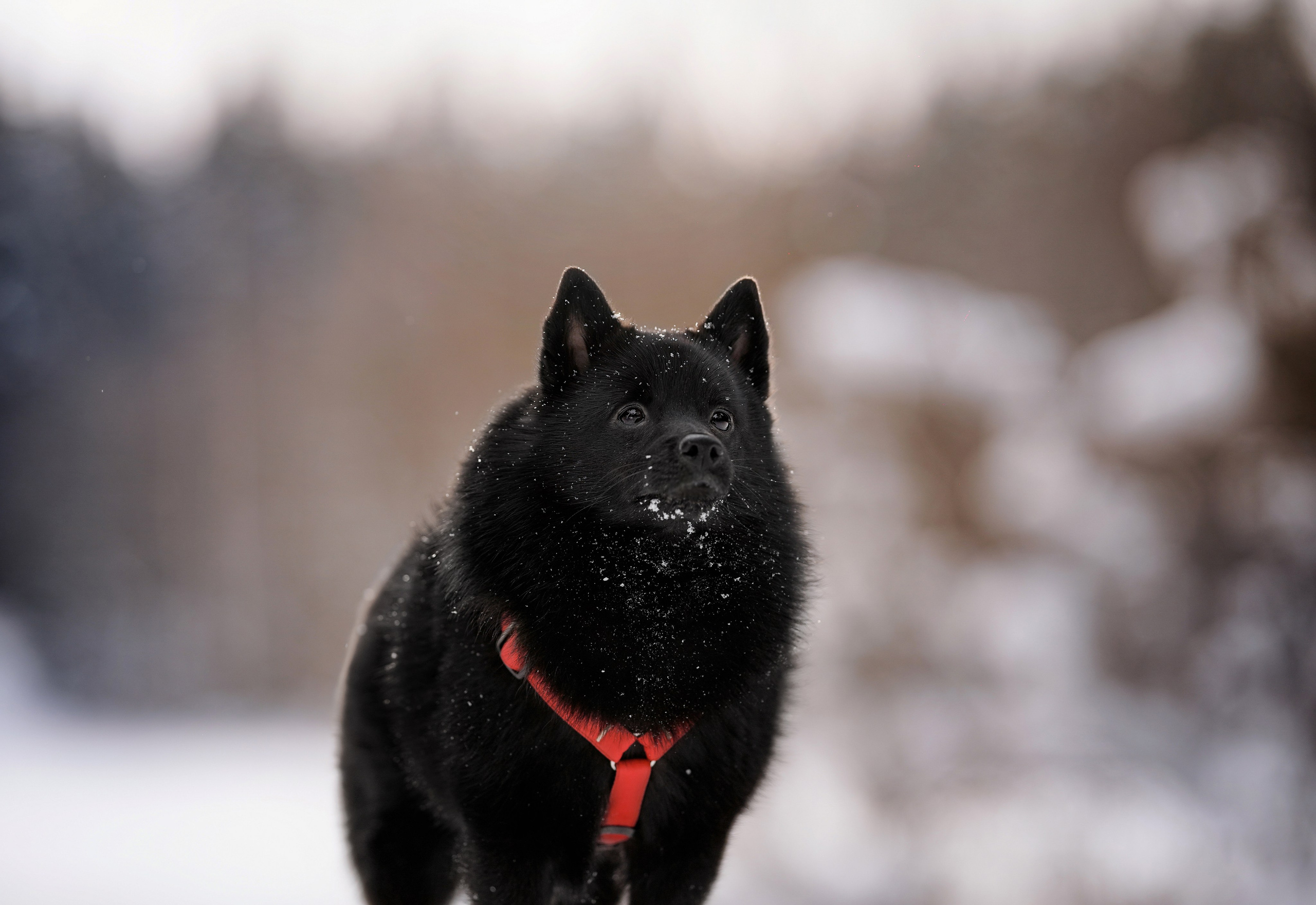 Мишель Александра и Панда. Фотограф-анималист в Санкт-Петербурге Яна Мартынова