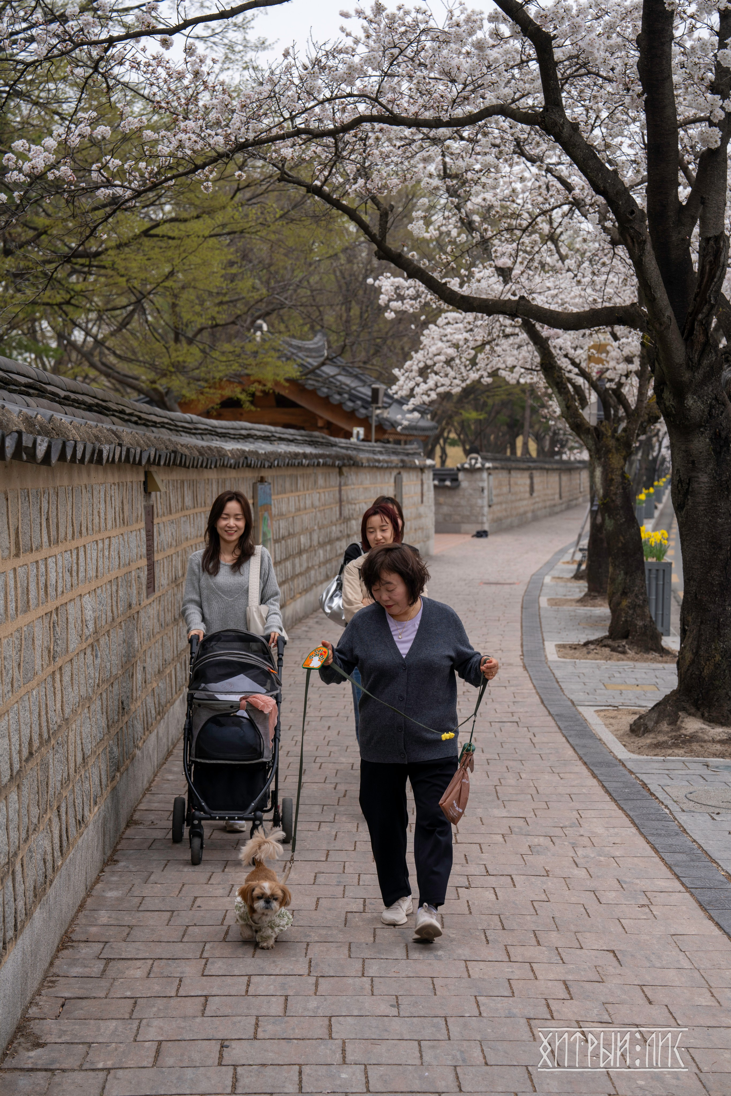 Южная Корея. Фотограф-путешественник Самойлов Максим «Sly Fox»