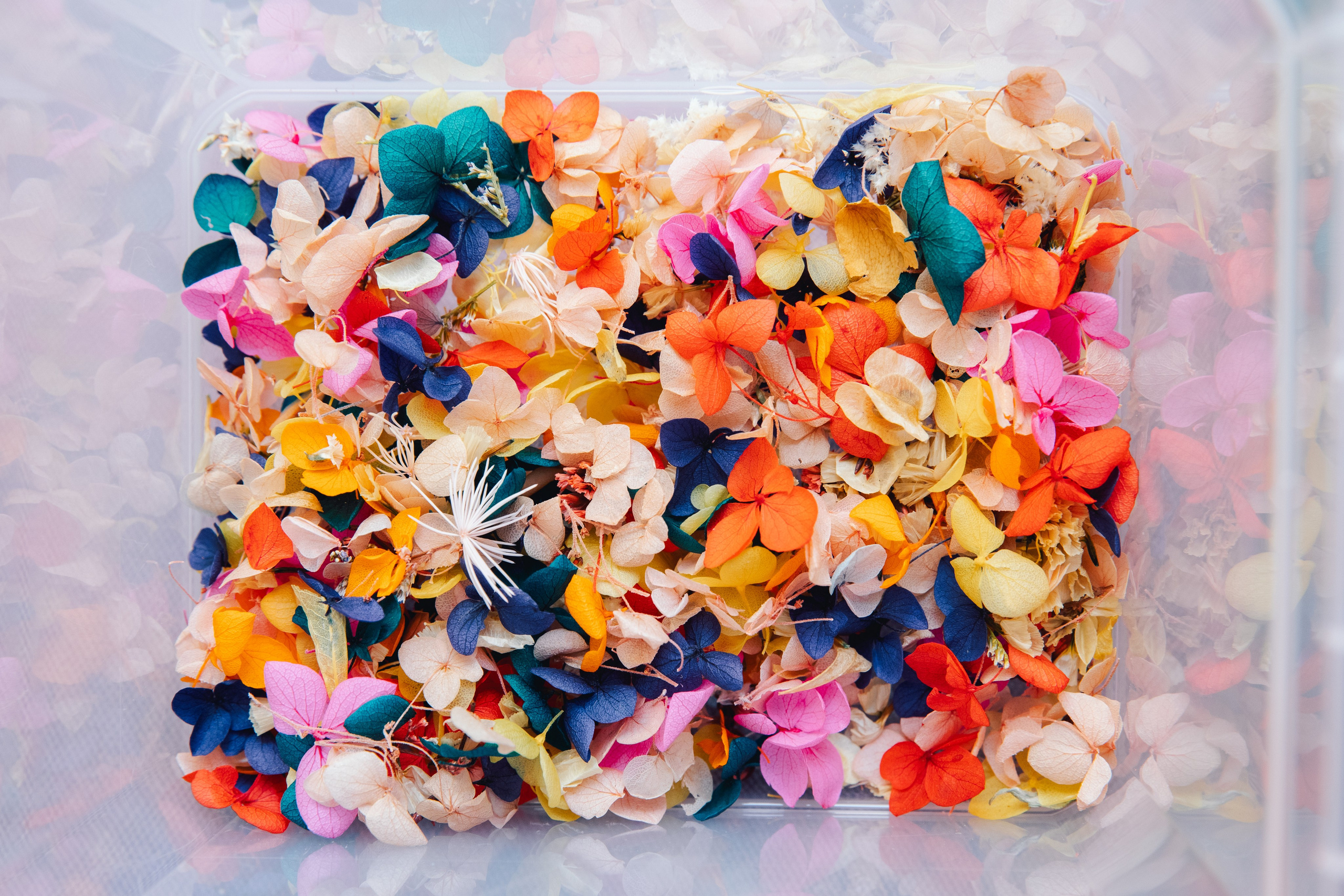 03.09.2025 Открытие АНО Возможно. Фотограф в Санкт-Петербурге Алена Сертакова