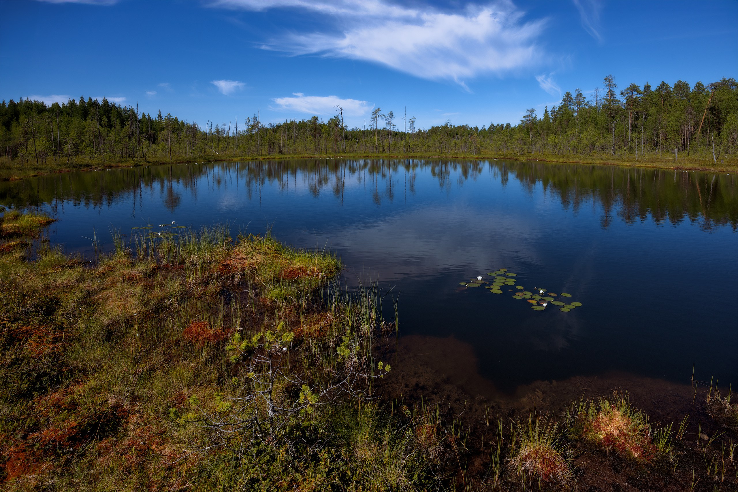 Пейзажи. Сайт фотографа Елены Михайловой. Фотосессии на пленэре в Сестрорецке