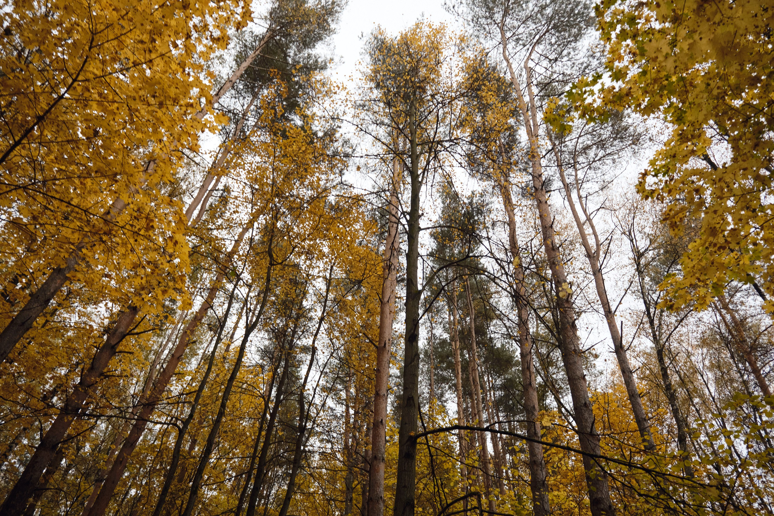 Парк Синичка | Красногорск. Фотографъ Сергѣевъ. Поймать мгновеніе