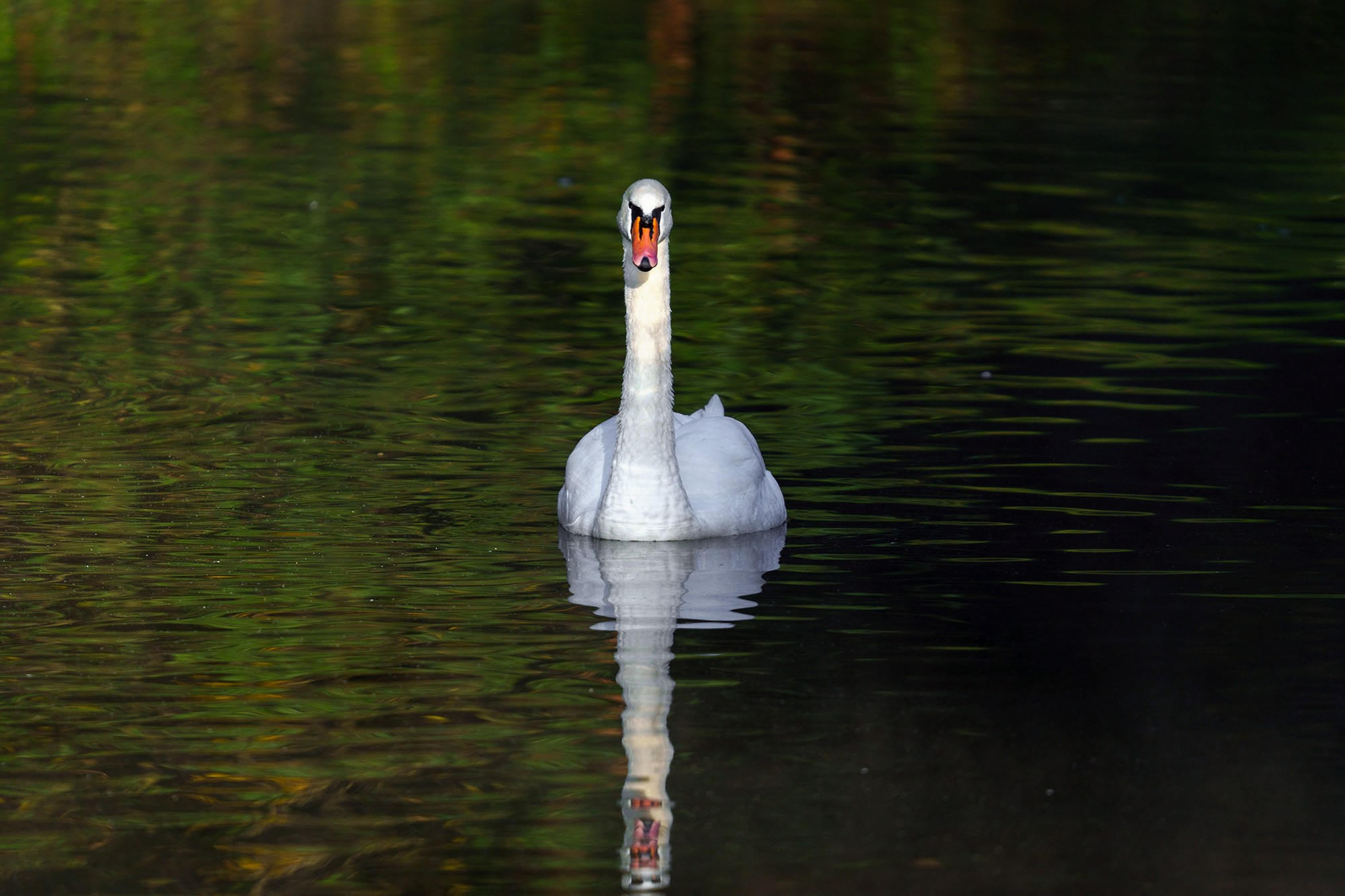 Удивительные мир птиц. Вокруг нас столько прекрасного — присмотритесь!. Ваш личный фотограф Марина Волкова