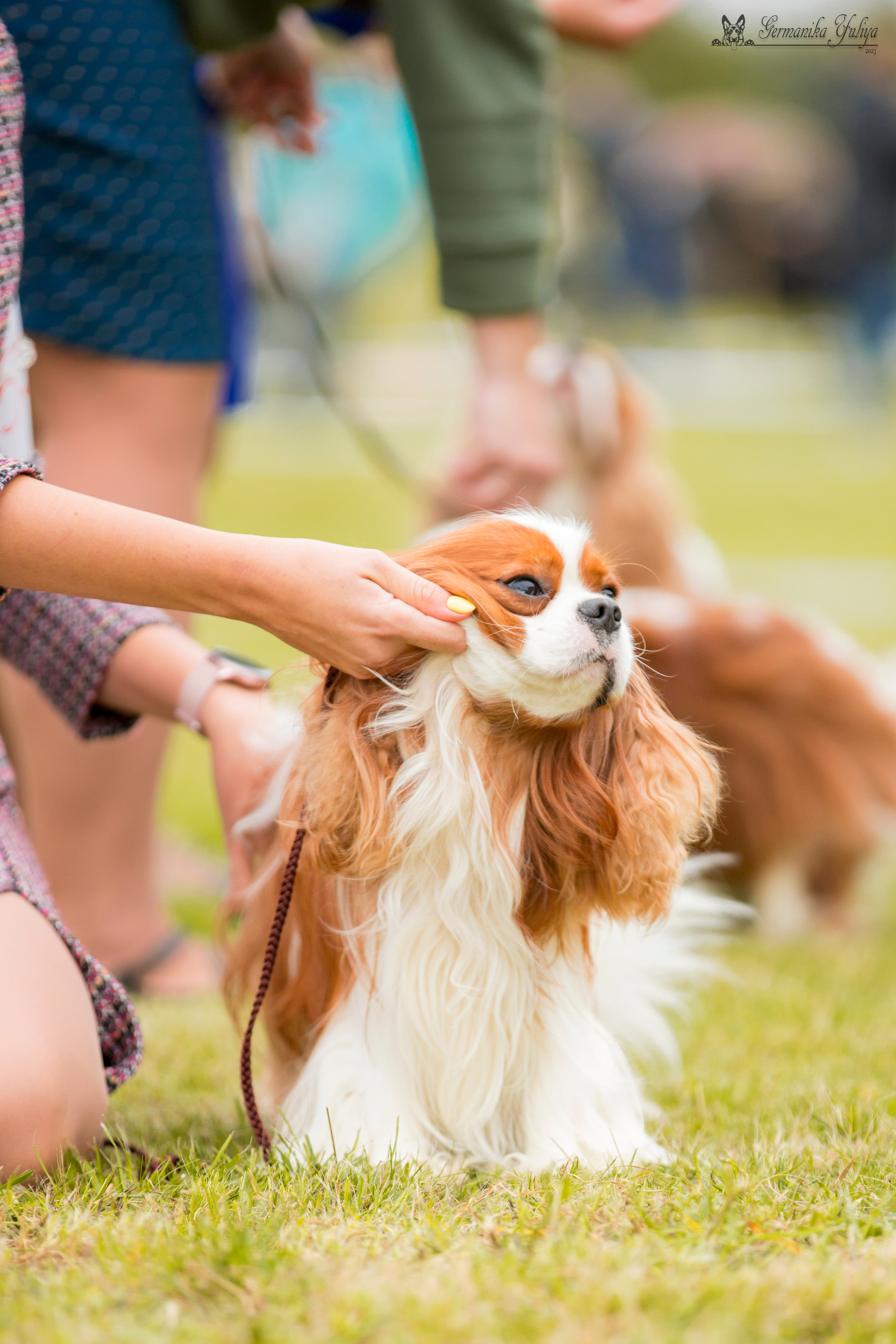 Переславль 9-10.09.2023. Фотограф-анималист Юлия Германика