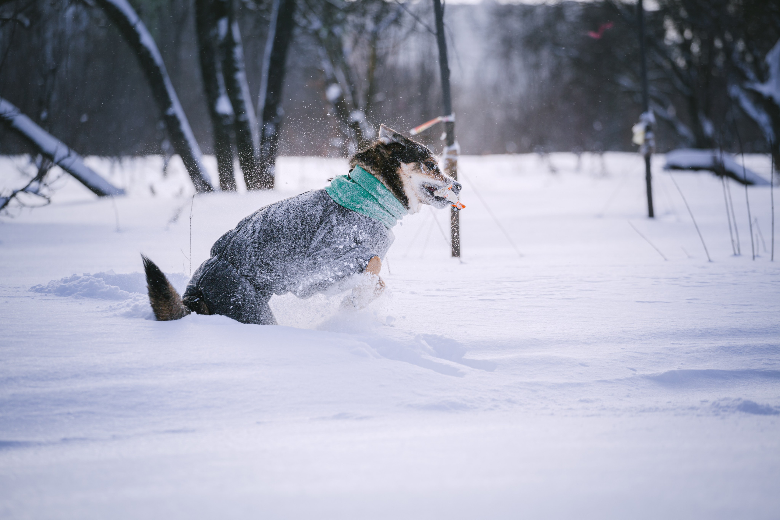 Зимняя экспресс съемка Дюка. Фотограф-анималист Татьяна Степанова