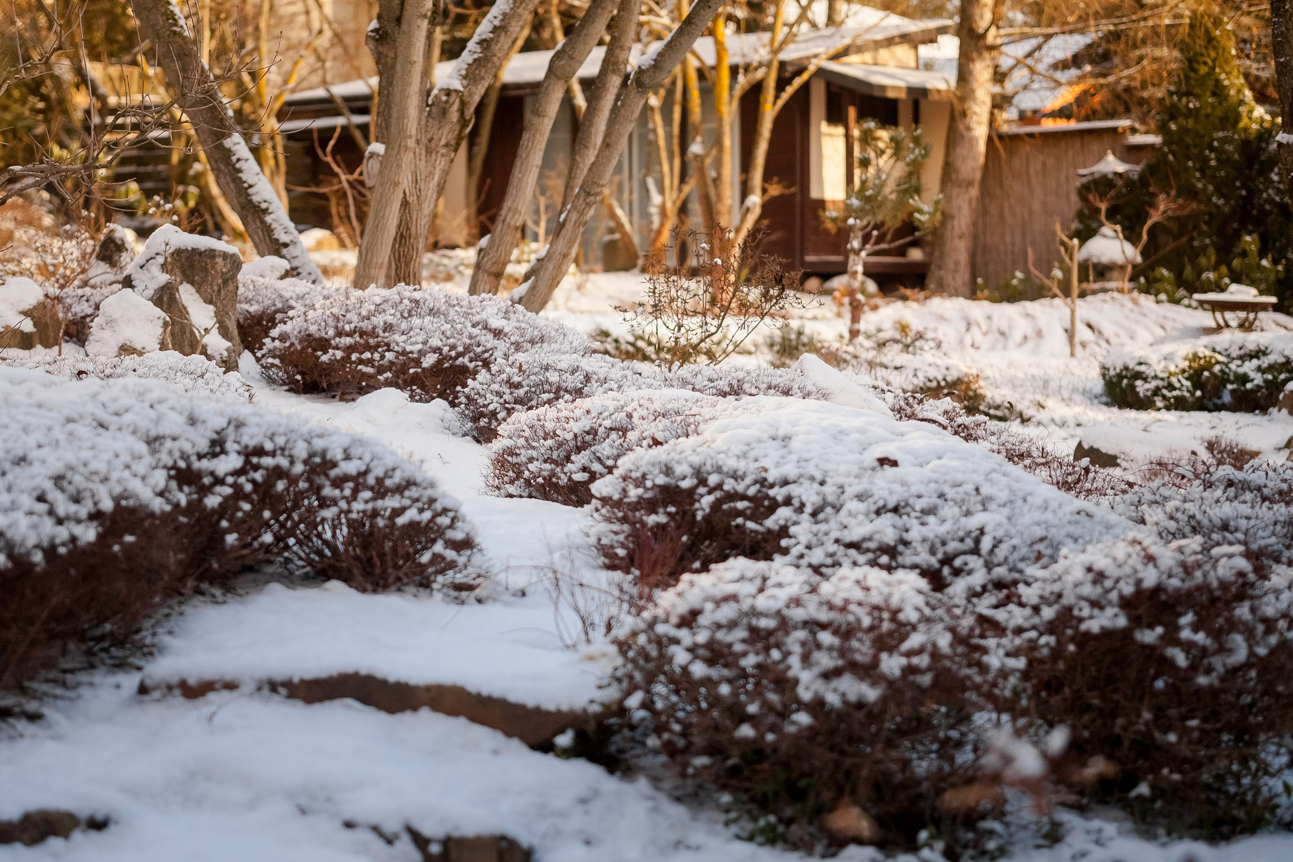 Спящий сад, Елены Асташкиной. Туманов Виталий — фотограф Москва