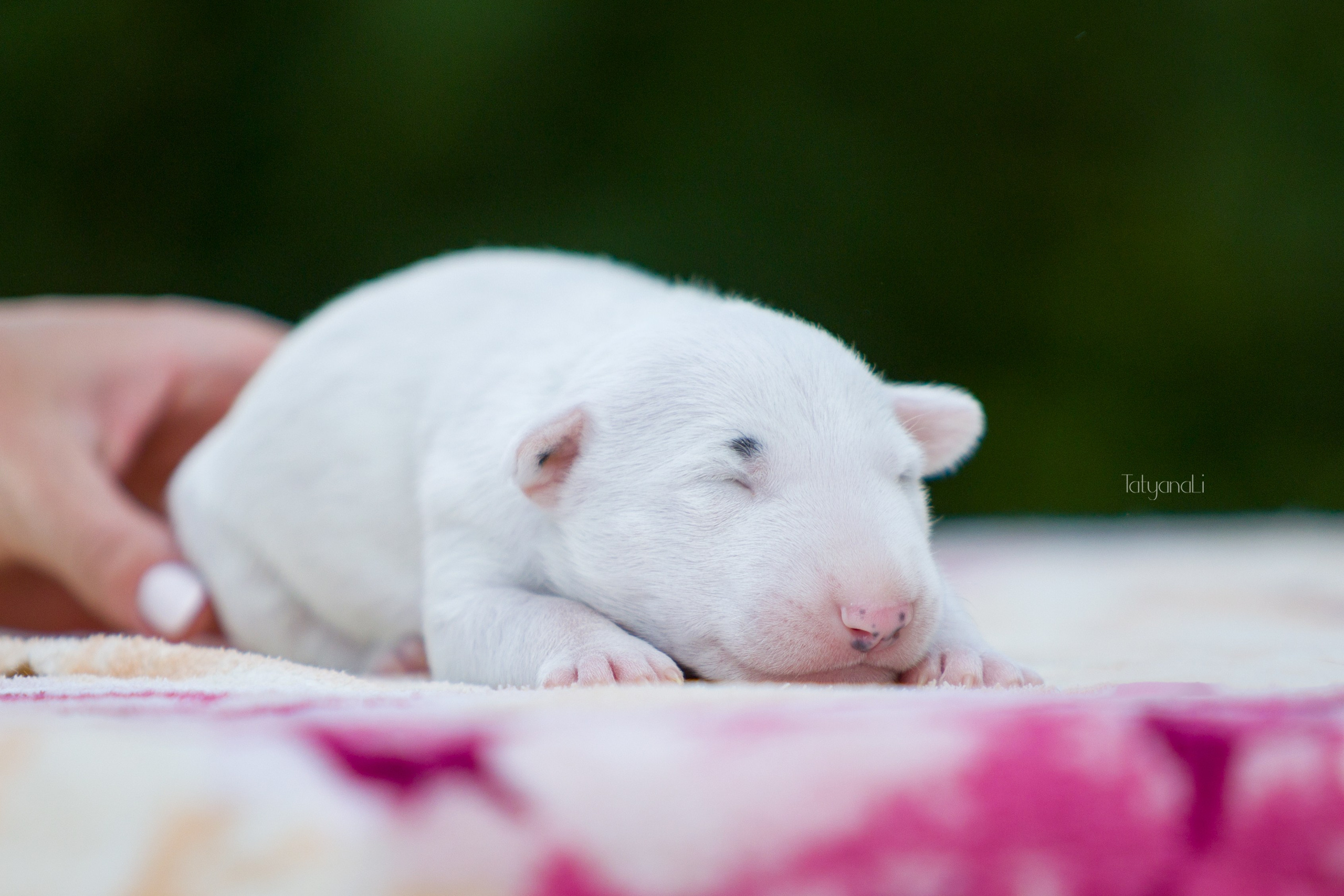 Стандартный бультерьер. Фотограф — анималист Татьяна Ли