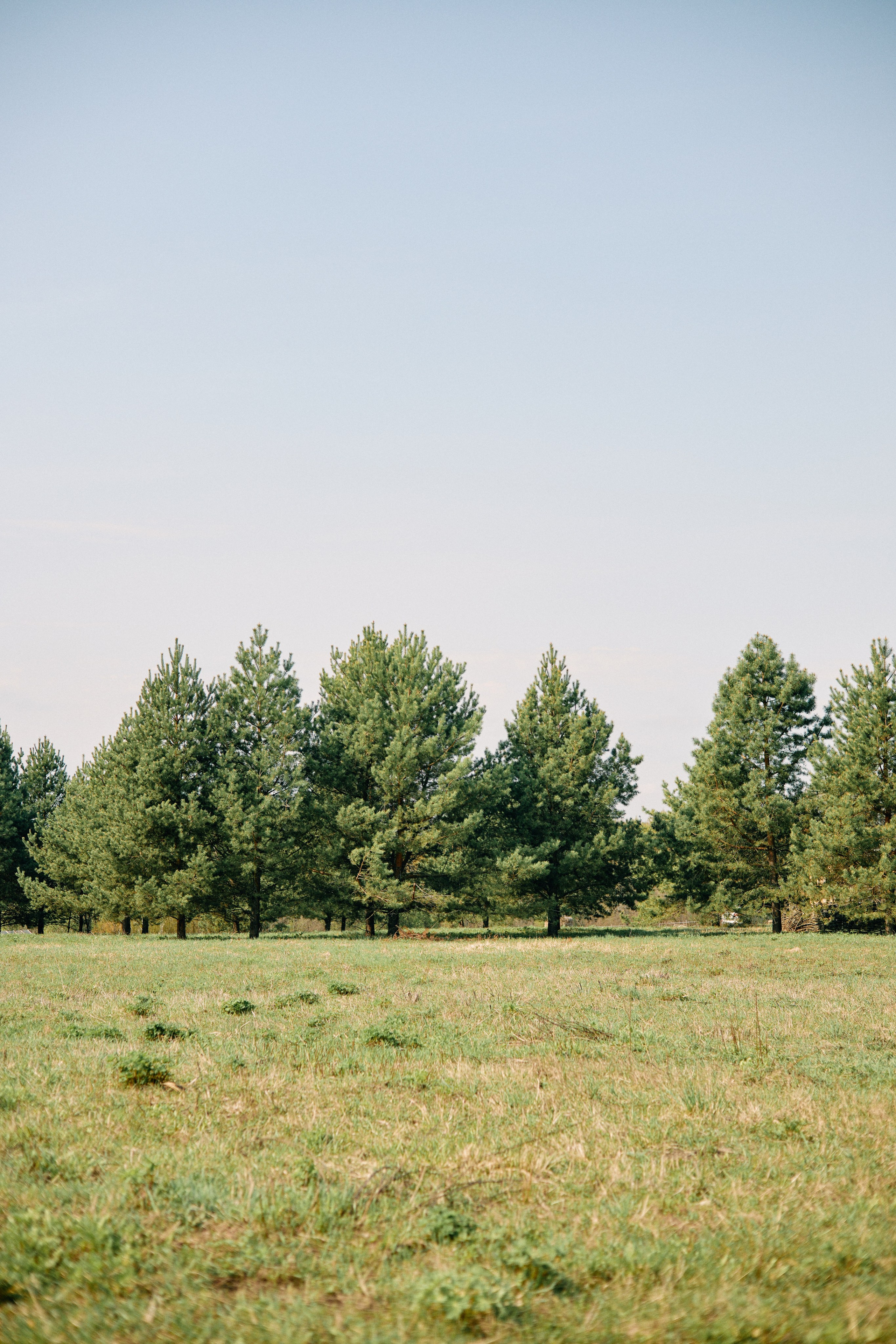 Бутик-отель Поле летом. Профессиональный Фотограф во Владимире, в Москве и в Суздале — Полина Романычева