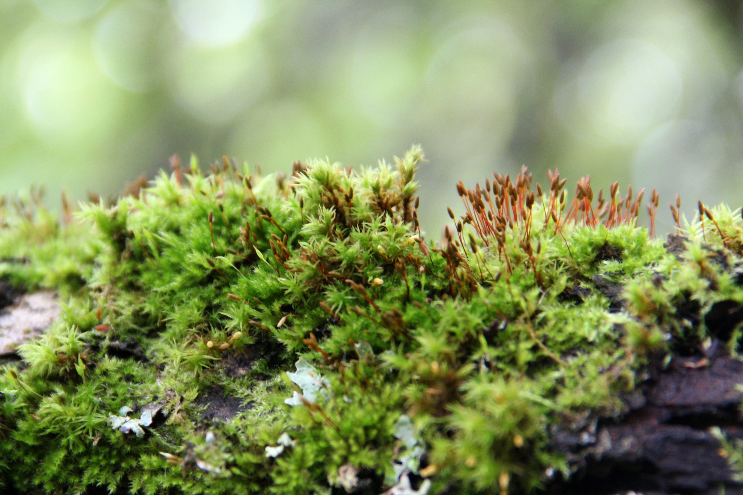 Природа. Растения. Фотограф в Санкт-Петербурге Александр Костюнин