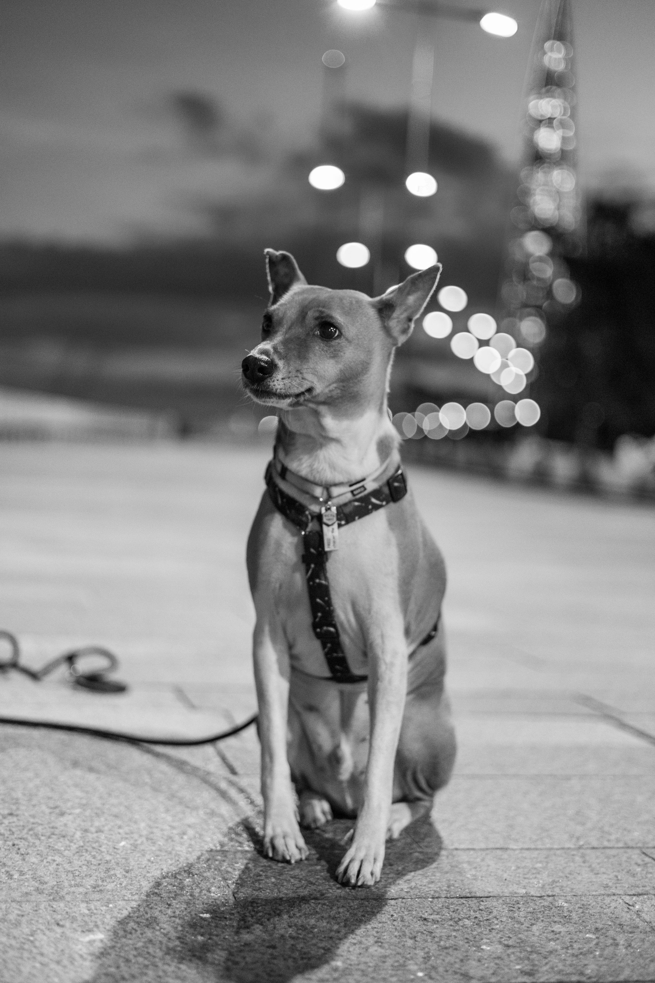 Мария Парк 300-летия. Репортажный, Event фотограф в Санкт-Петербурге и ЛО Морозов Дмитрий