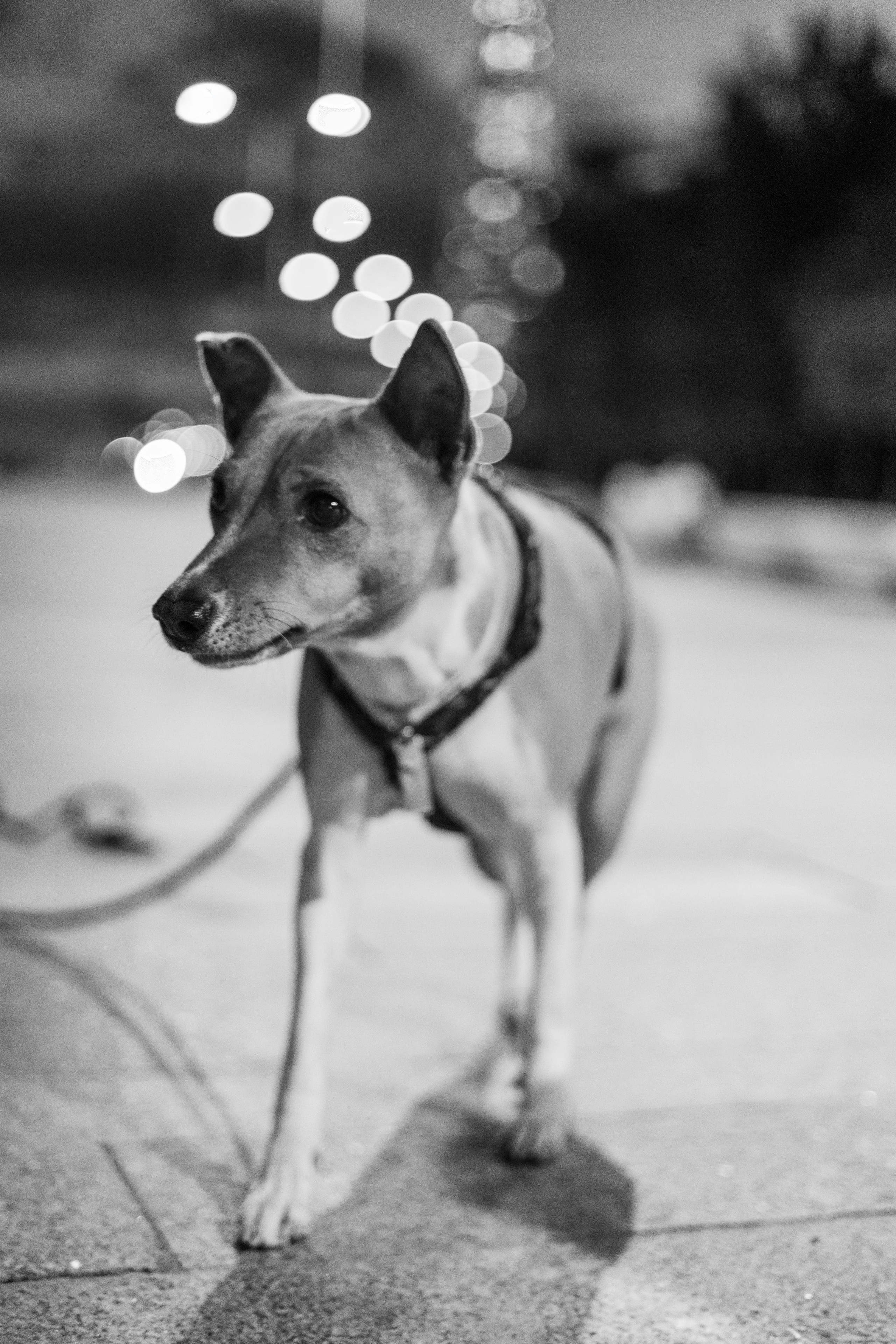 Мария Парк 300-летия. Репортажный, Event фотограф в Санкт-Петербурге и ЛО Морозов Дмитрий