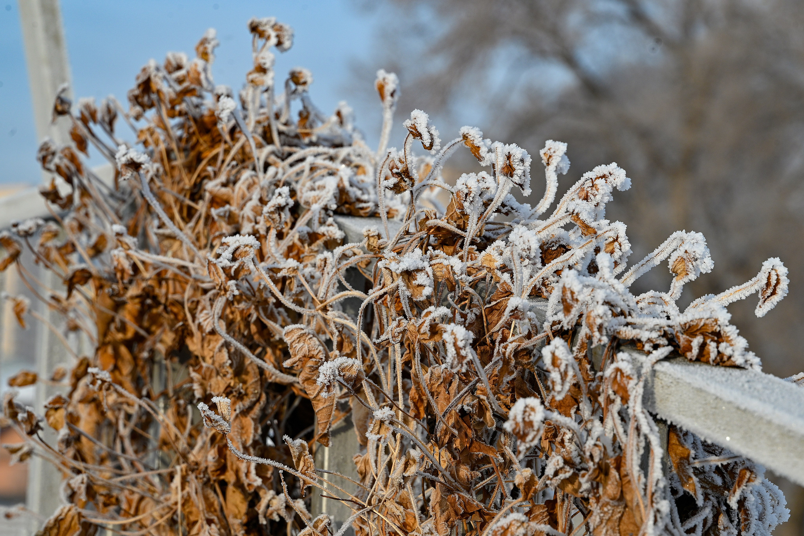 Сибирская зима прекрасна!. FotoGraf