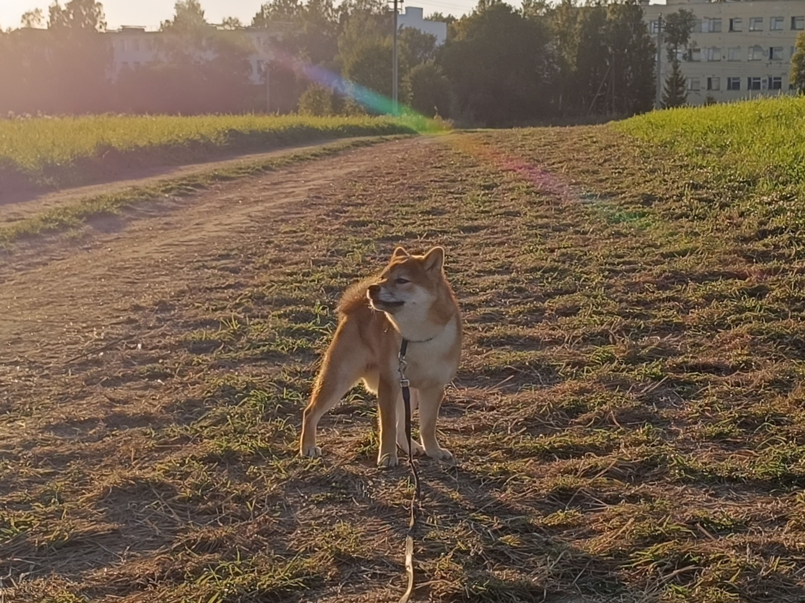 Сиба Rubylight Ellis питомник Рубилайт