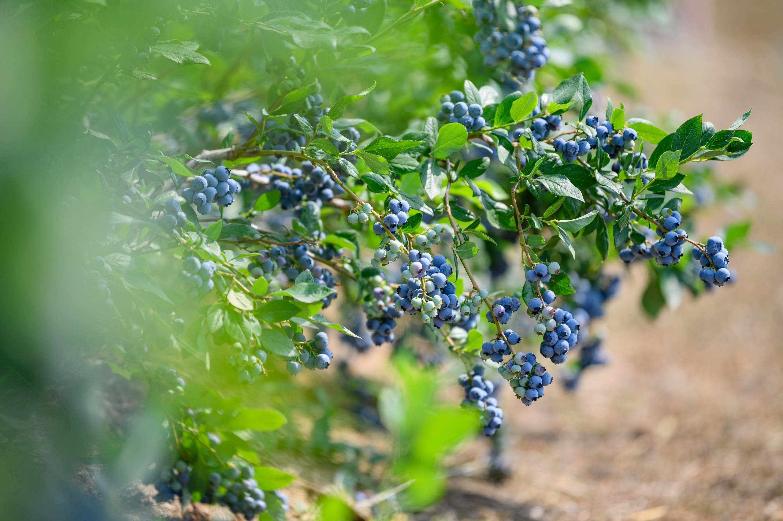 Проекты. Профессиональный фотограф Вячеслав Плацында | Липецк |