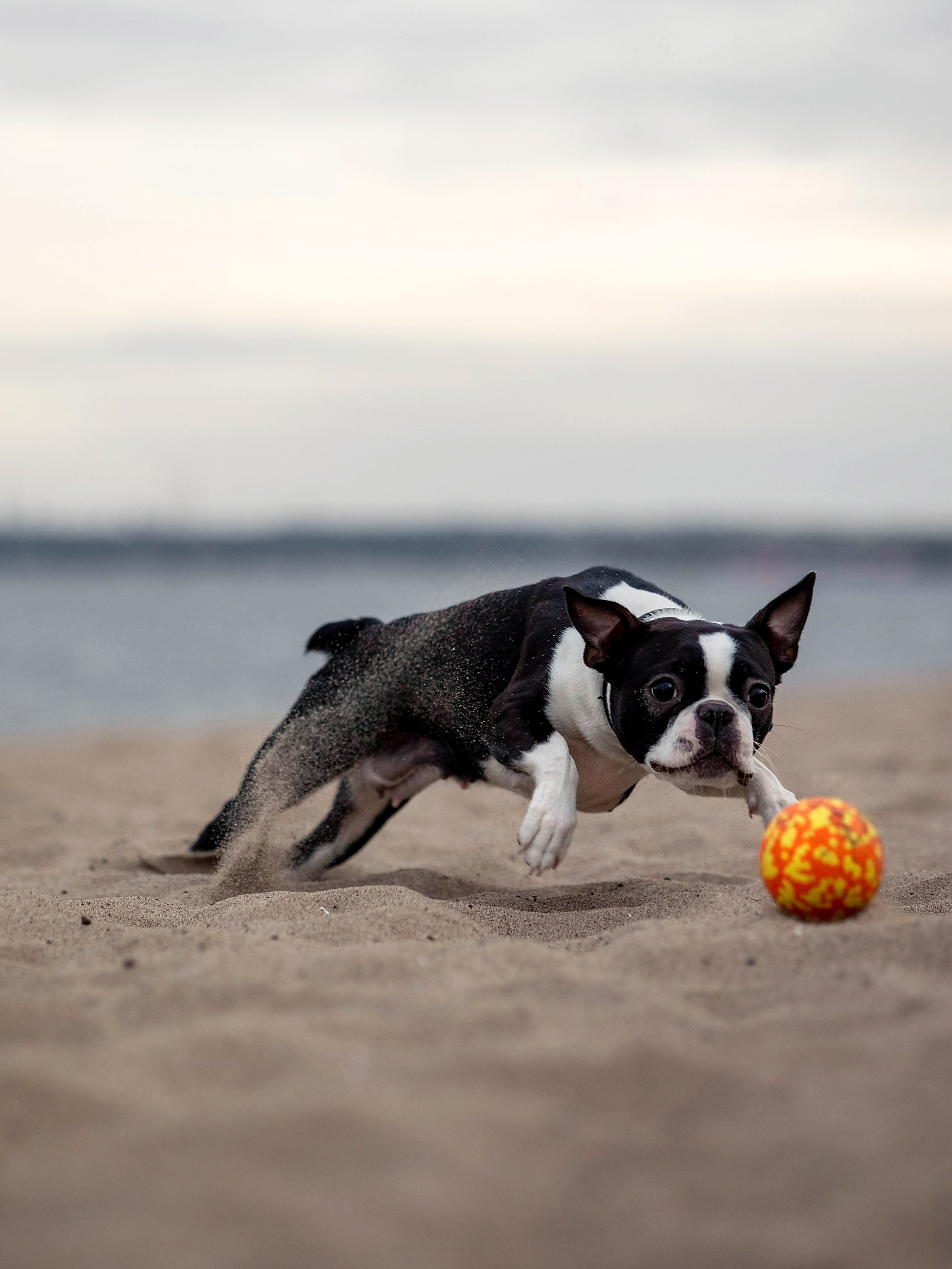 Сима. Главная