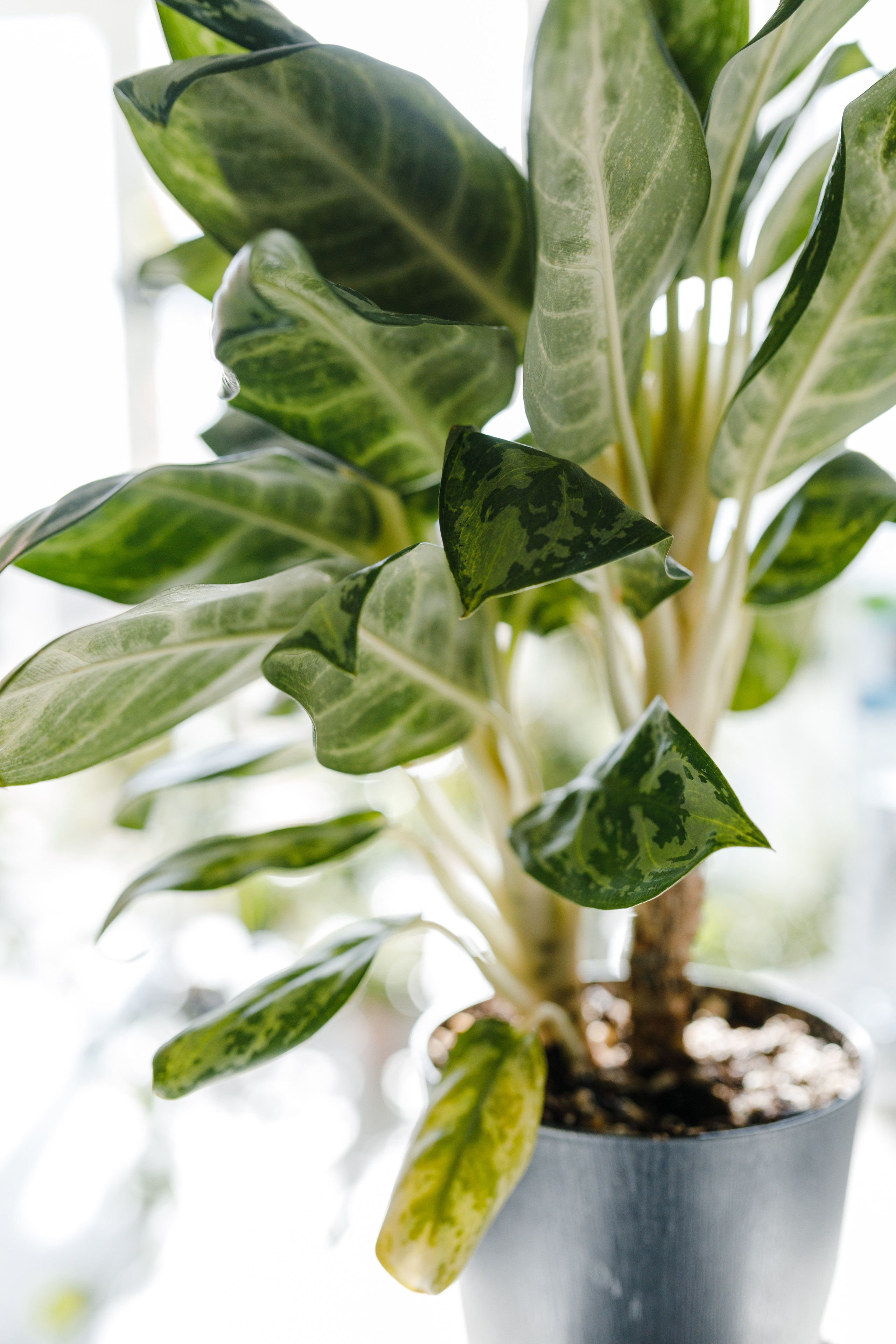 Маша. Пышно зелено. Детский, семейный и школьный фотограф Смоленск Москва Влад Старов