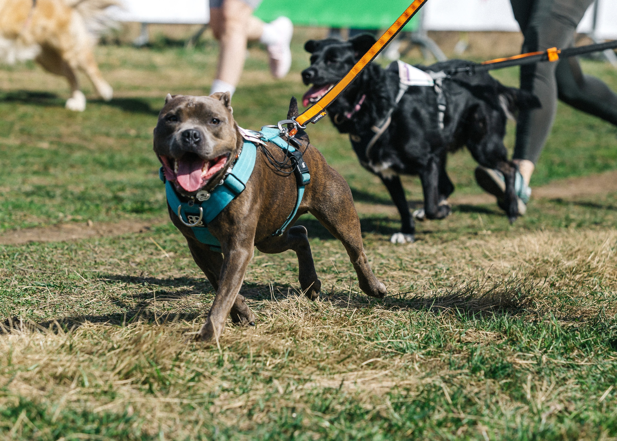 Кросс «Быстрый пёс» 2025. Репортажный фотограф в Москве