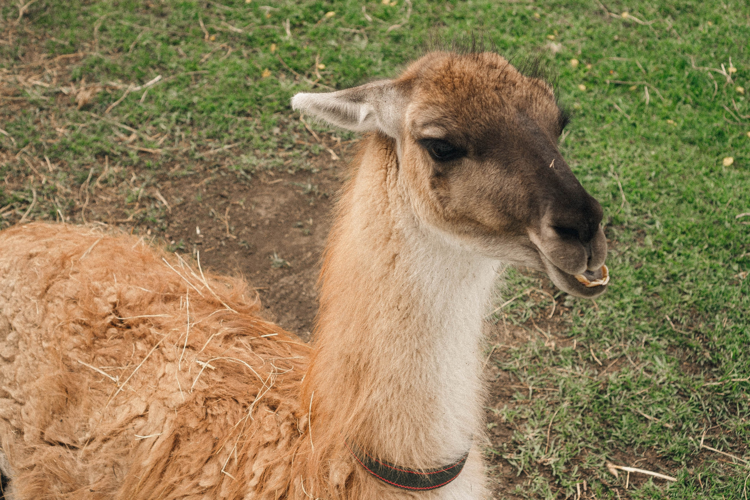 Ферма Альпак. Профессиональный фотограф, Санкт-Петербург — Виктория Богомолова