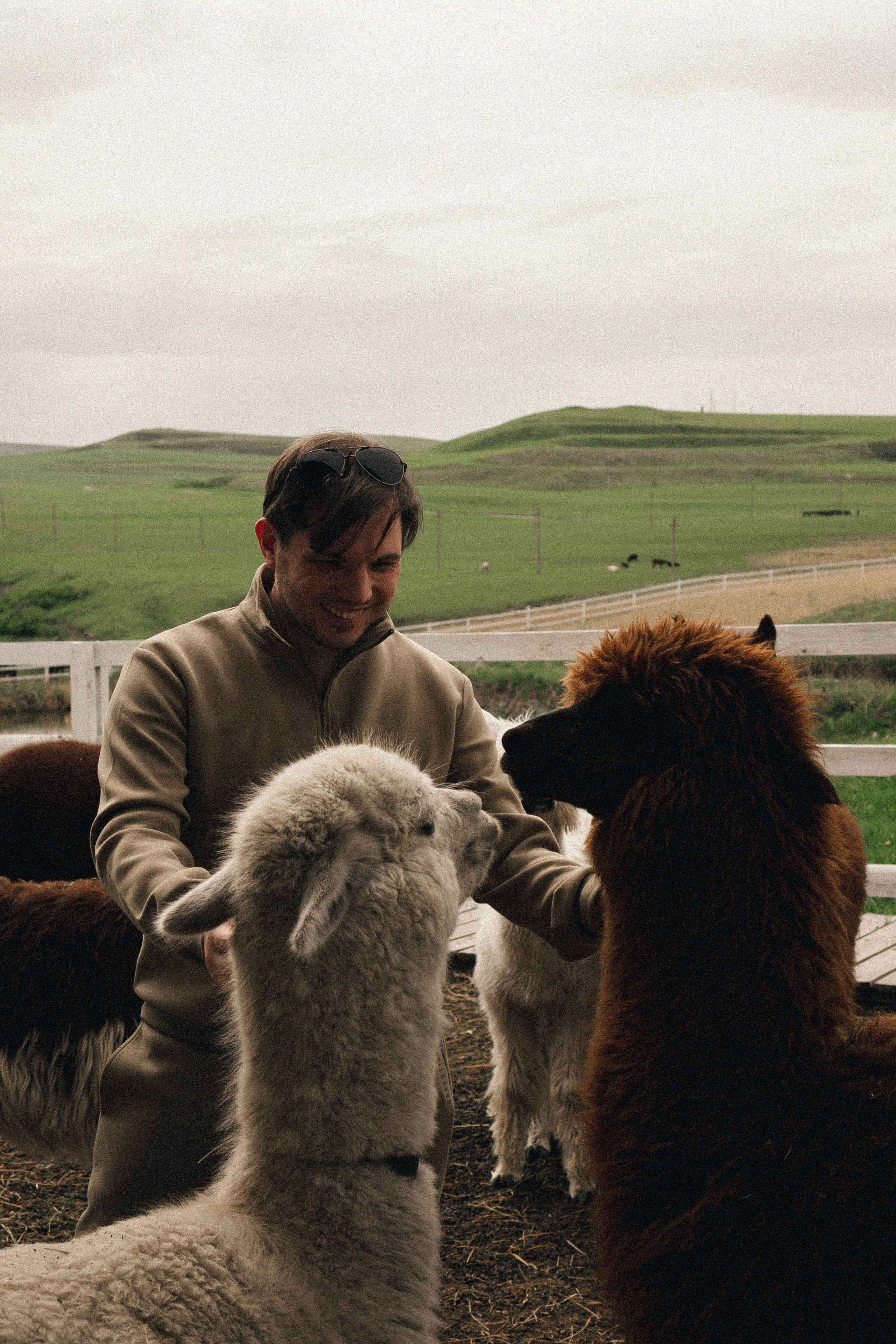 Ферма Альпак. Профессиональный фотограф, Санкт-Петербург — Виктория Богомолова