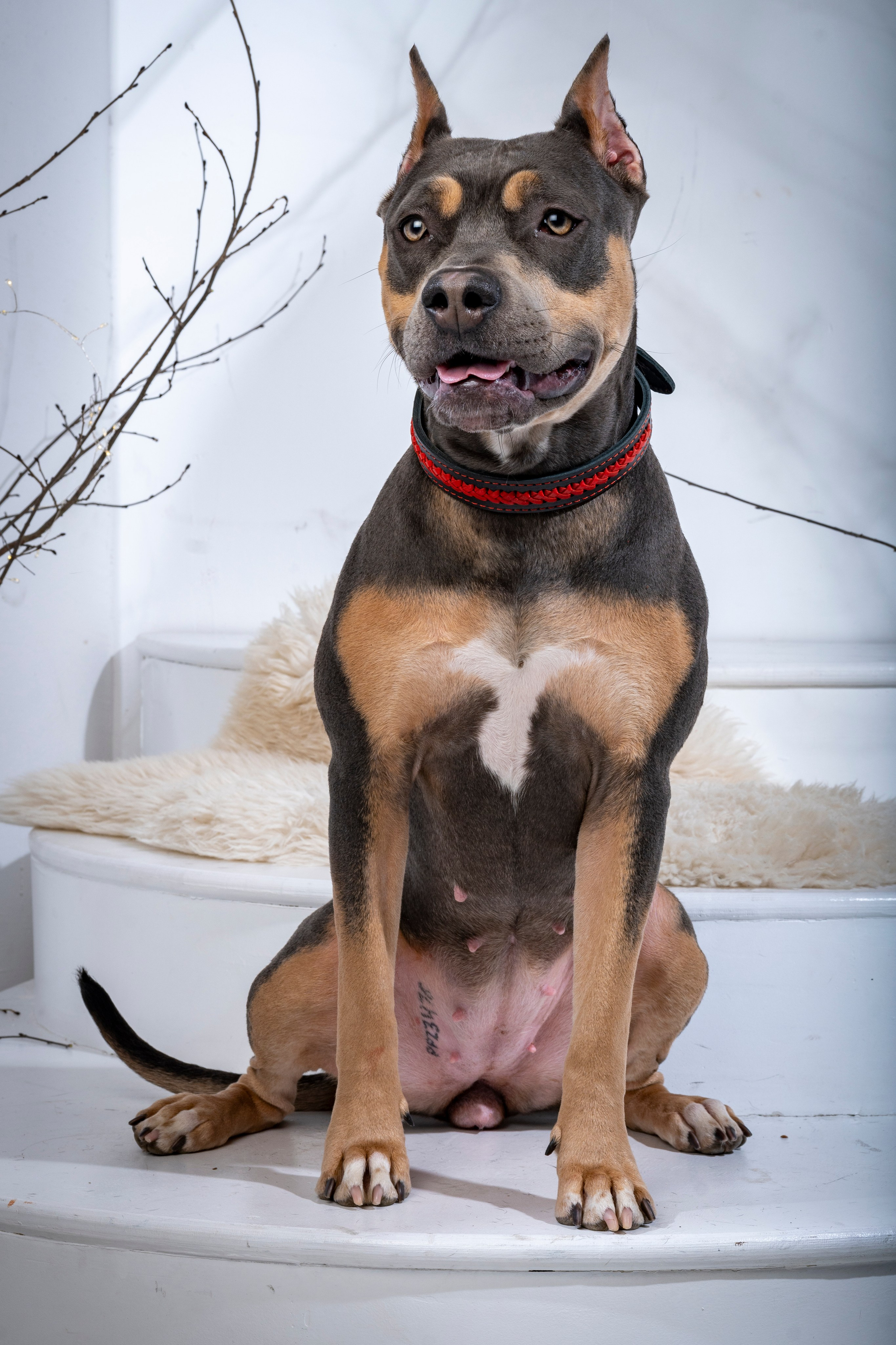 Рекламная фотосессия ошейников. Фотограф анималист в Санкт-Петербурге Таша Крейв