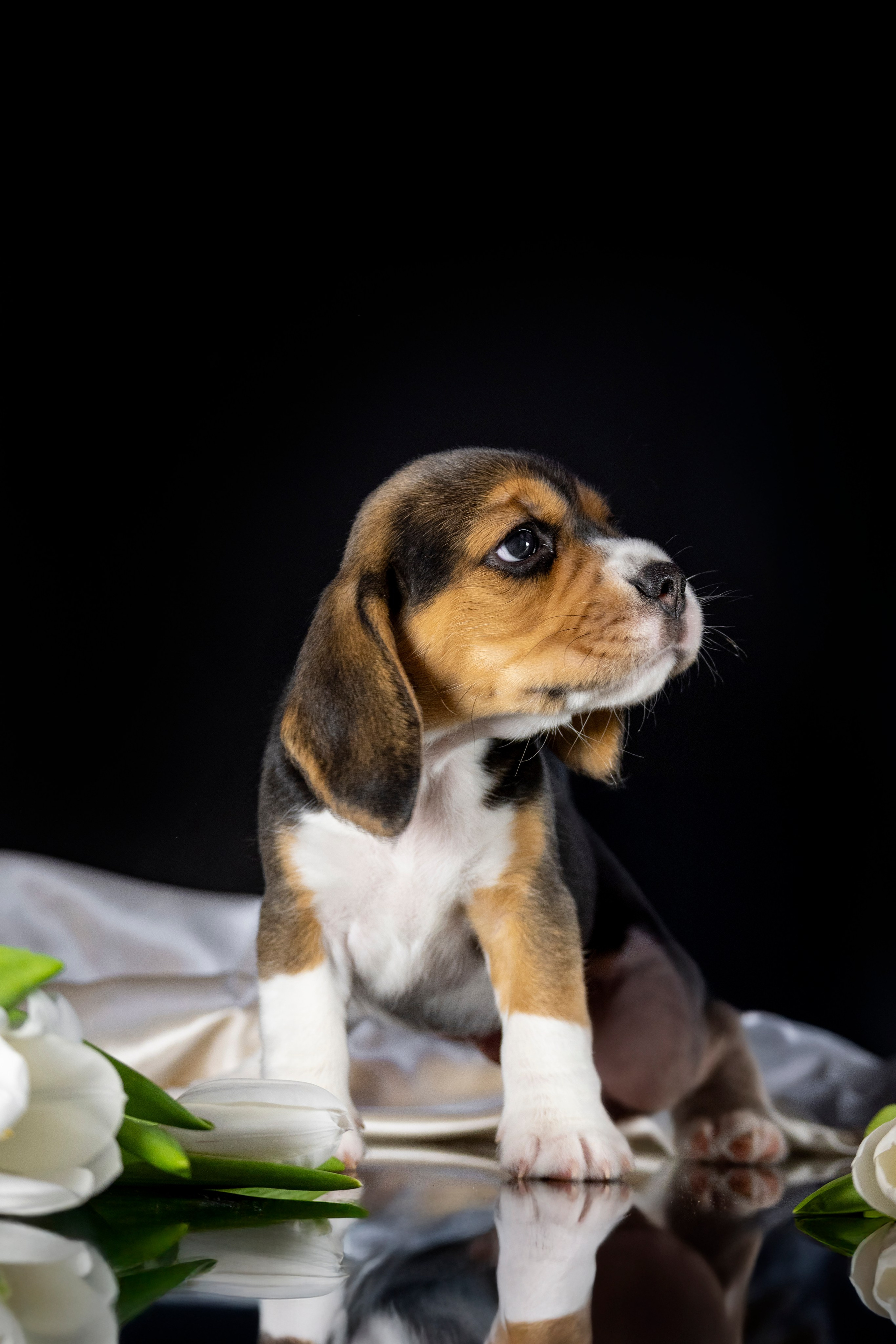 Фотосессия щенков бигля. Фотограф анималист в Санкт-Петербурге Таша Крейв