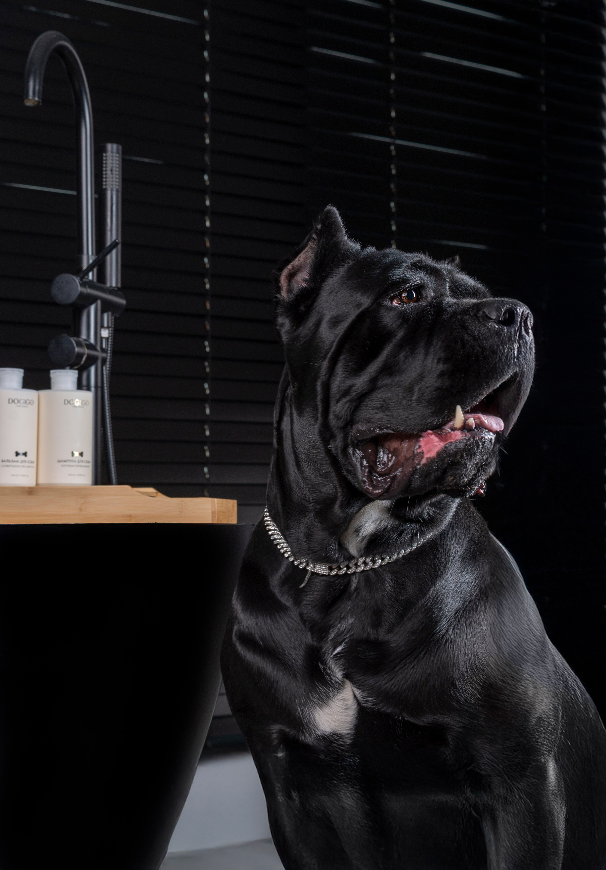 DOGIGO. Фотограф анималист в Санкт-Петербурге Таша Крейв