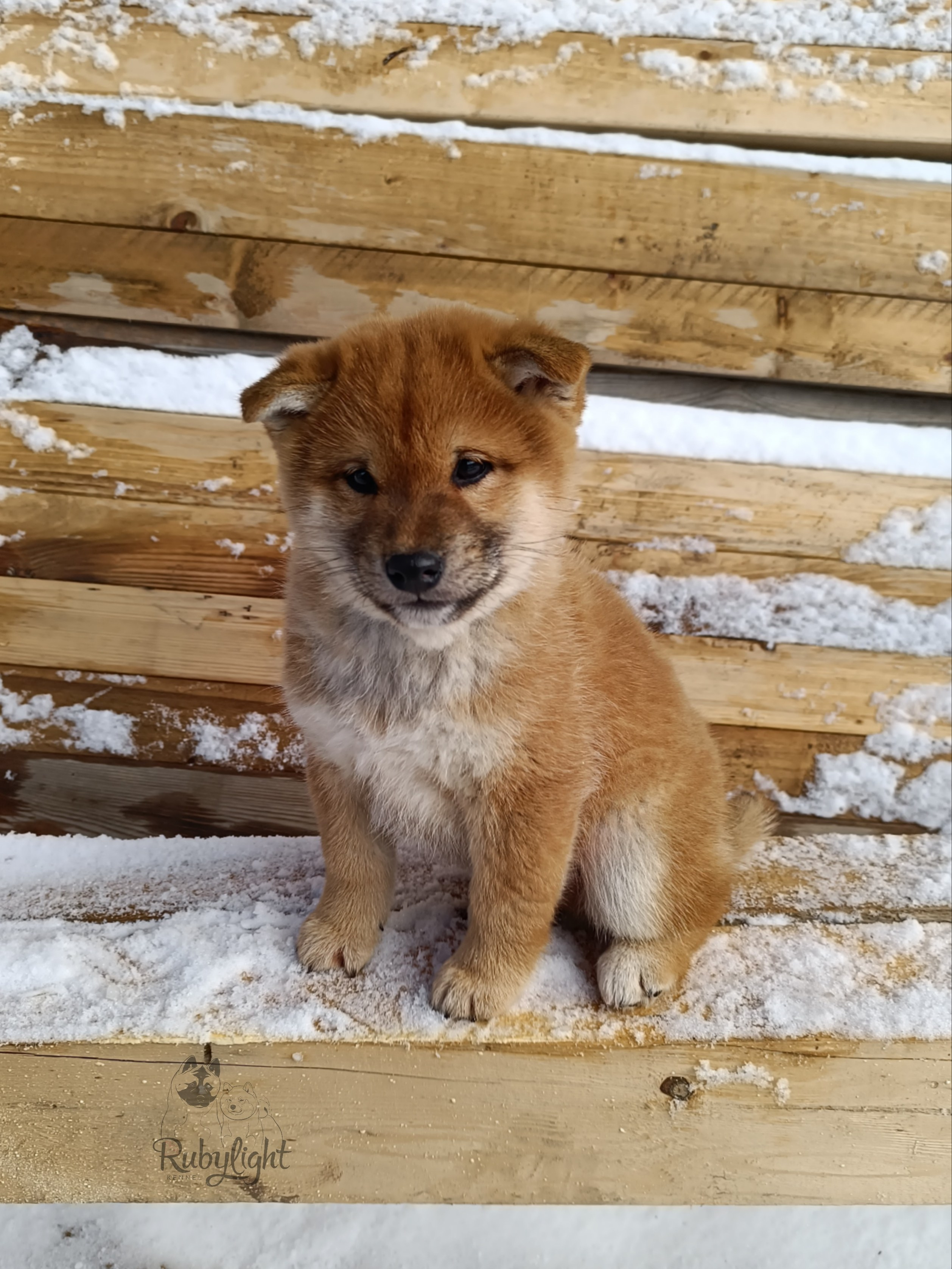 Сиба Rubylight Everest питомник Рубилайт 