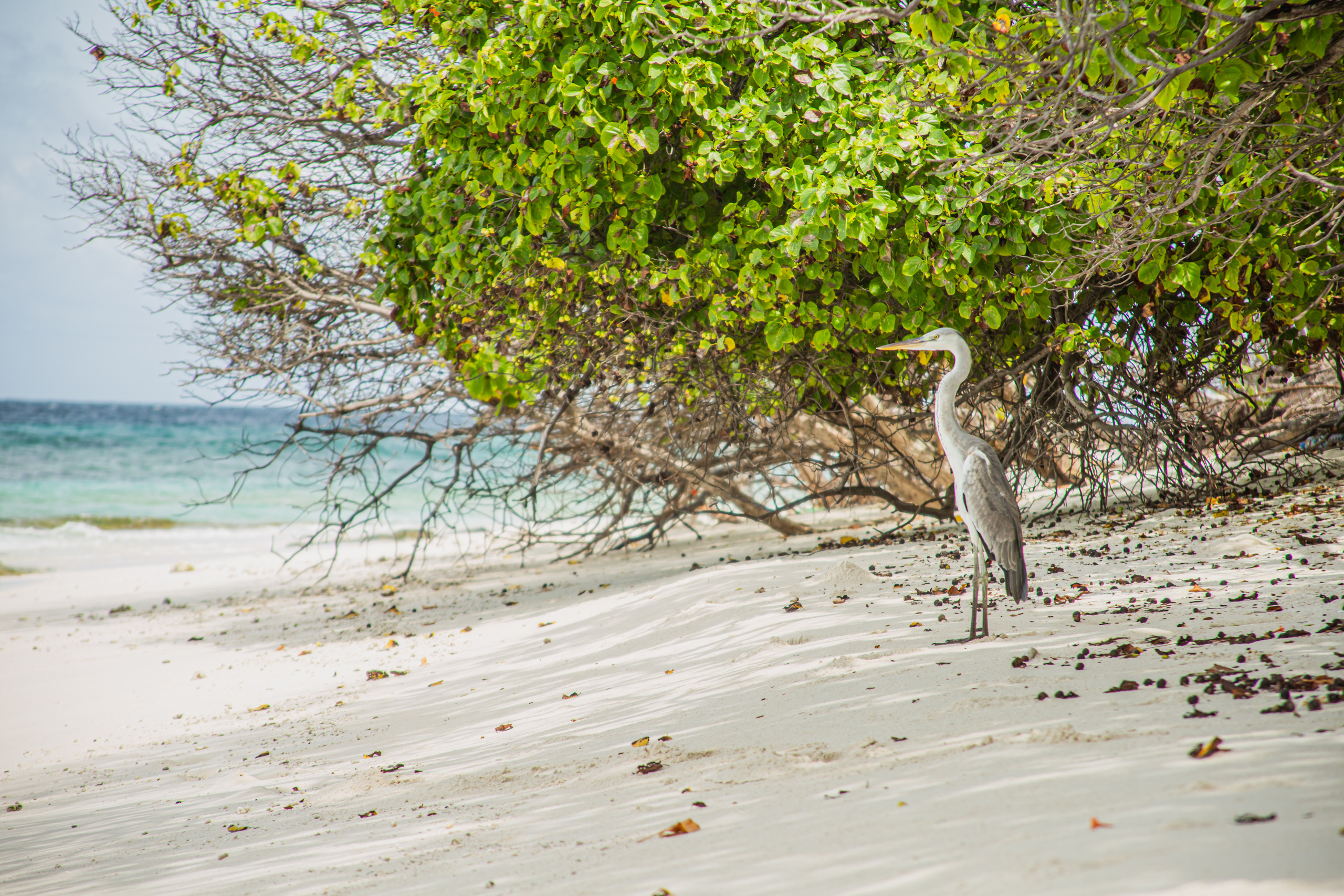 Репортаж из туров. Фотограф на Мальдивах