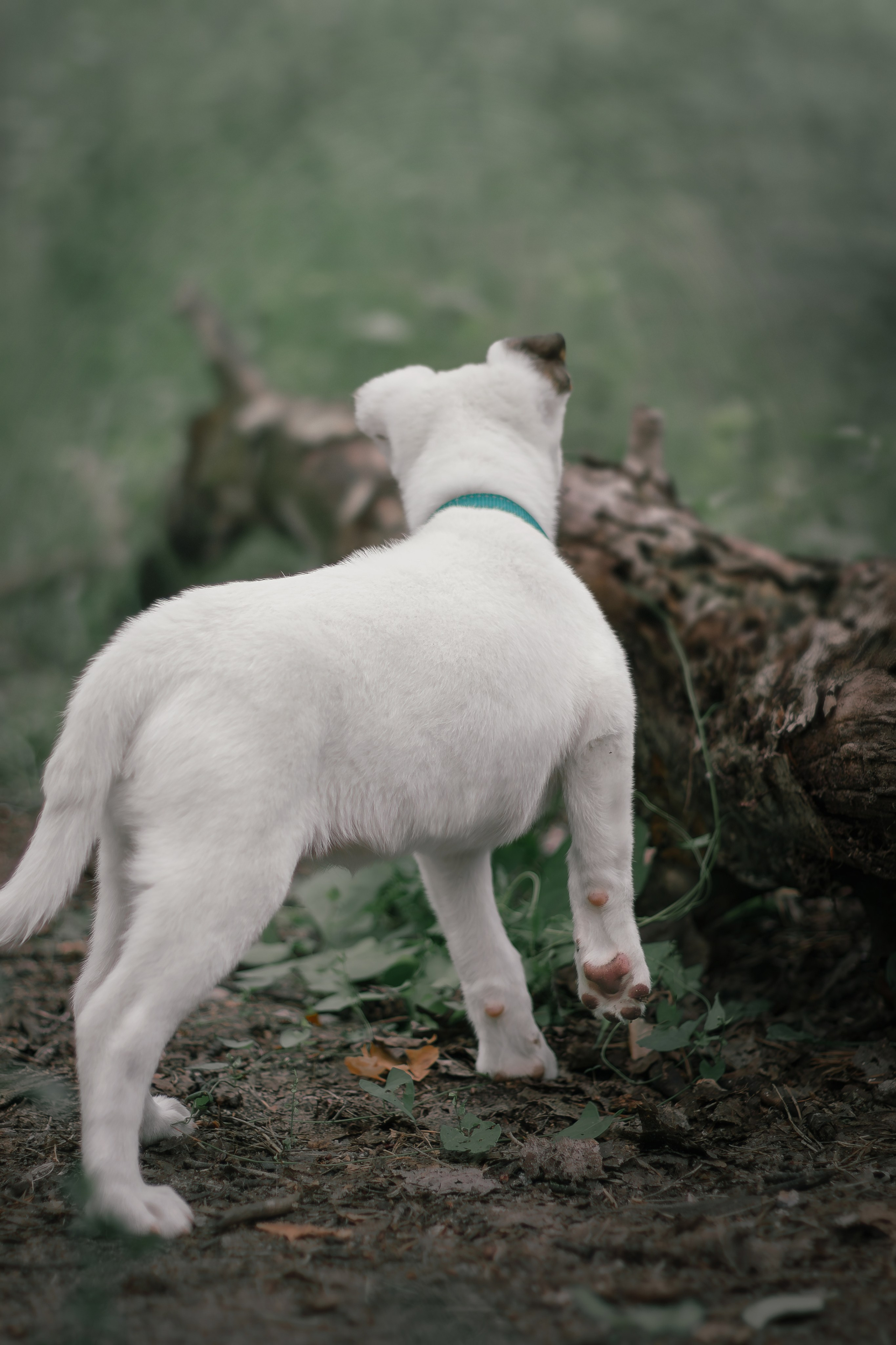 Фотосессия «Булка и Артём» — первый щенок, утренний свет, художественные фото | Воронеж, Липецк. Фотограф — анималист Алина Иванова