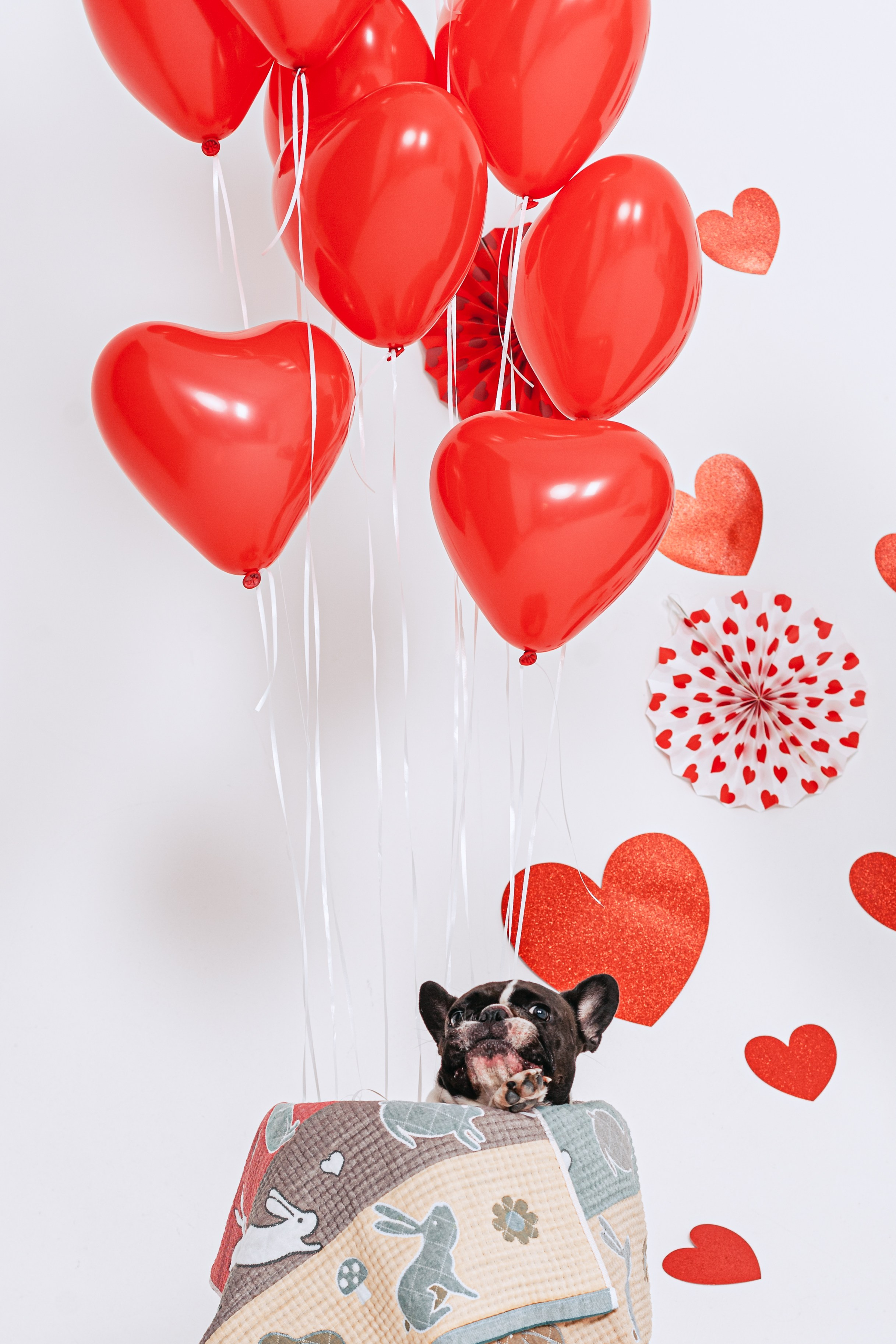 Пижамная вечеринка французских бульдогов и их хозяев. Фотограф-анималист Татьяна Степанова