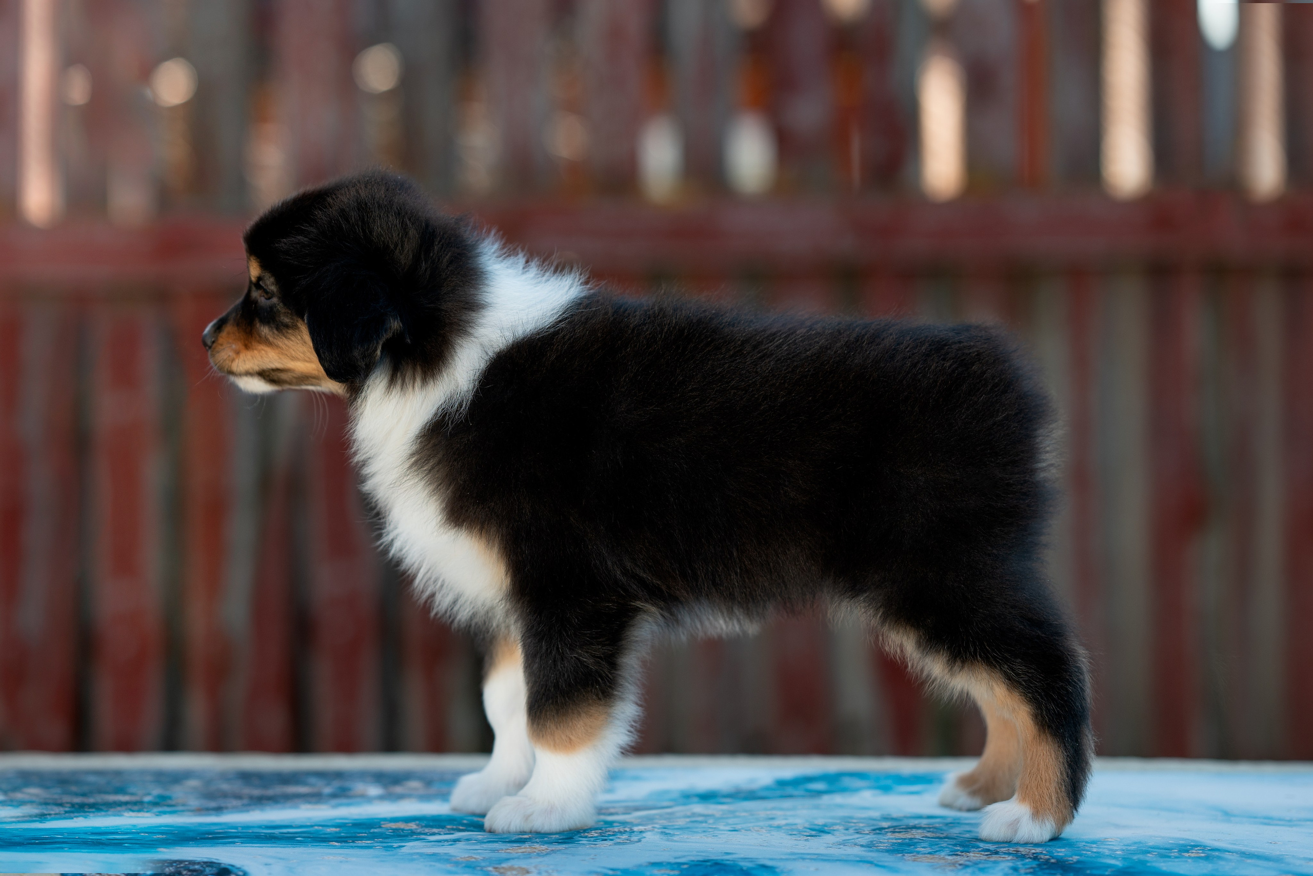 Заводчик Влада Эльман. Творческий фотограф Вологда