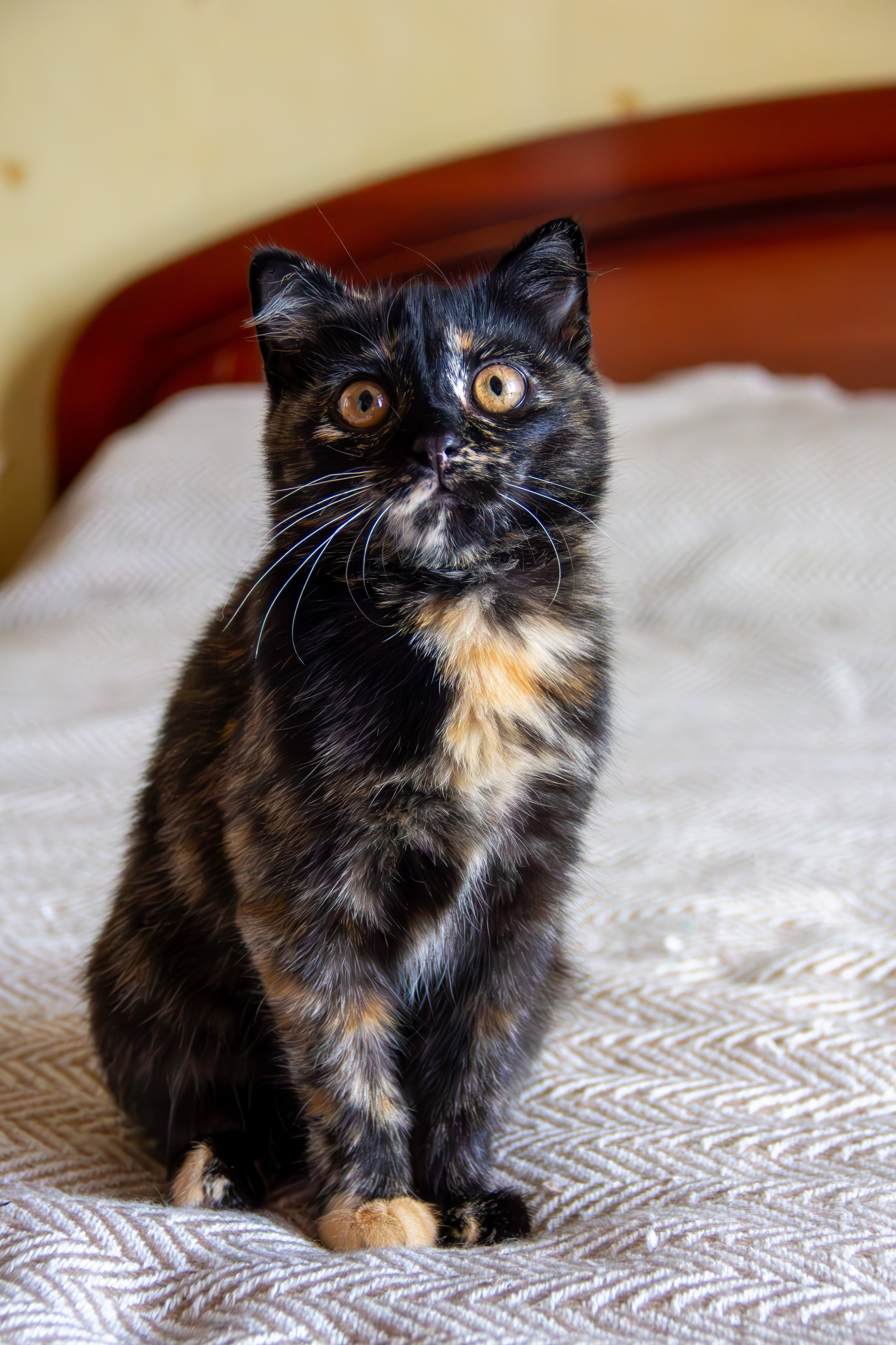 Котёнок Соня. Фотозаметки Лины Юговой | фотограф-анималист