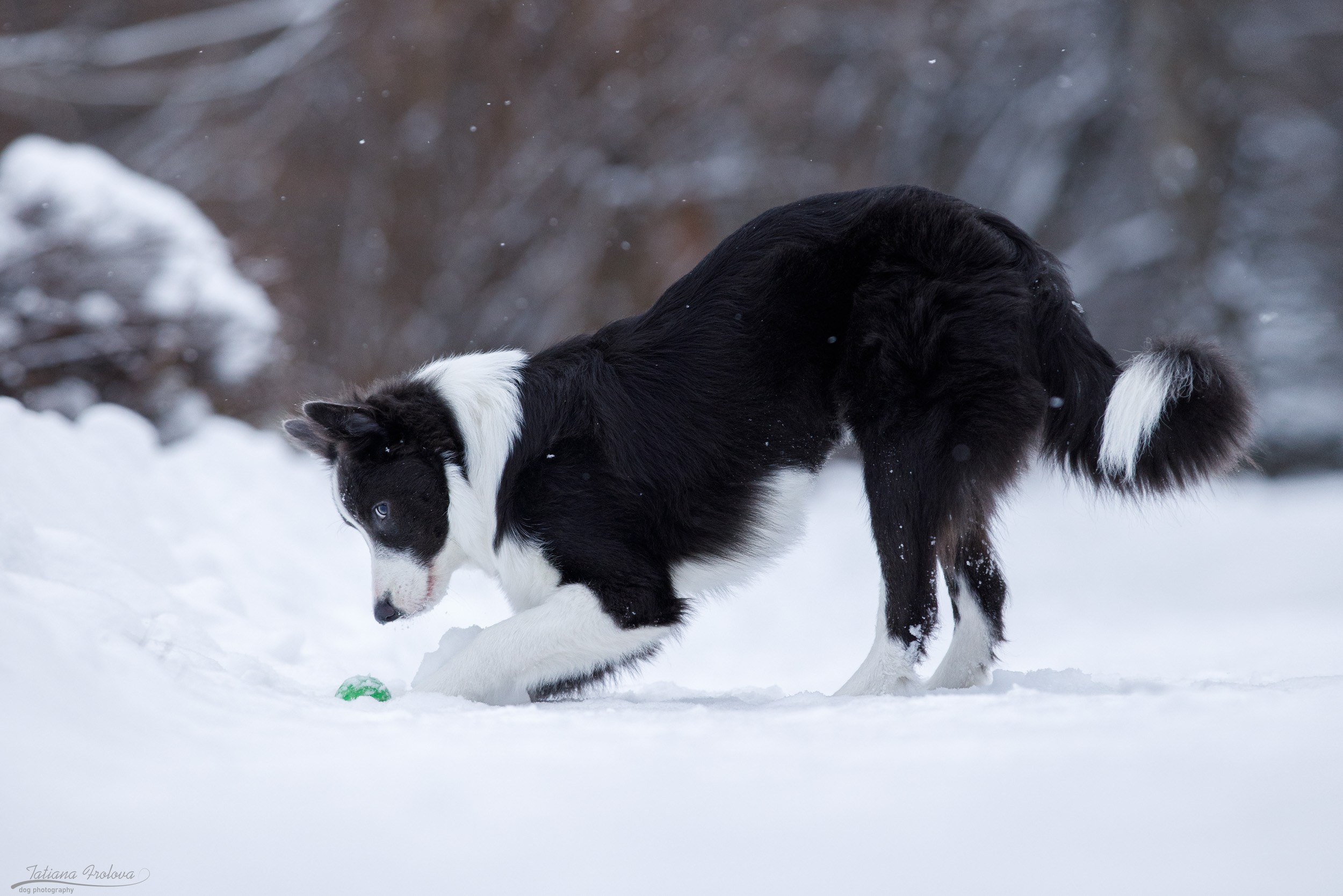Фотосессия бордер-колли в парке. Фотограф-анималист в Москве и Московской области Татьяна Фролова