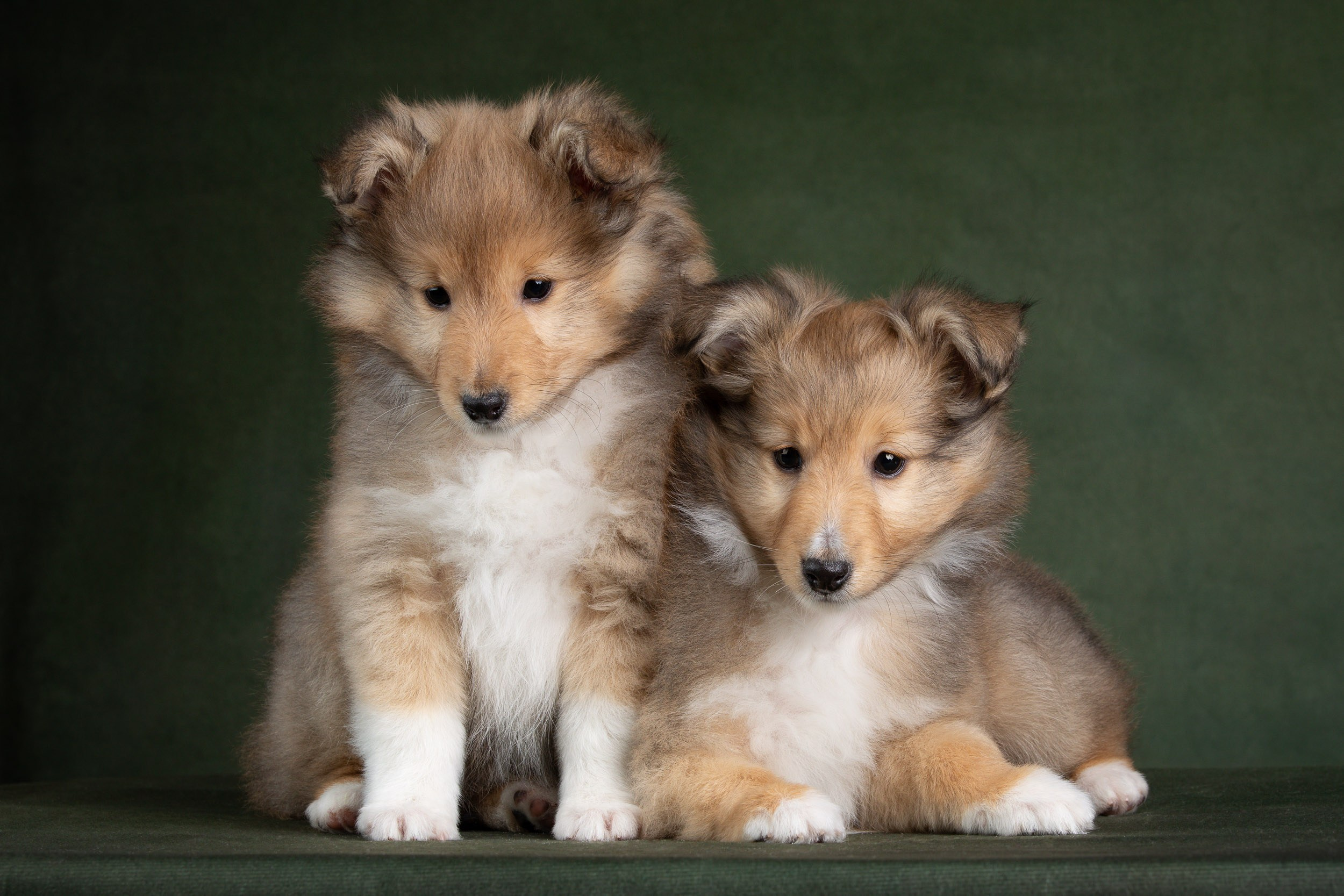 Помет щенков в 2 месяца. Фотограф-анималист в Москве и Московской области Татьяна Фролова