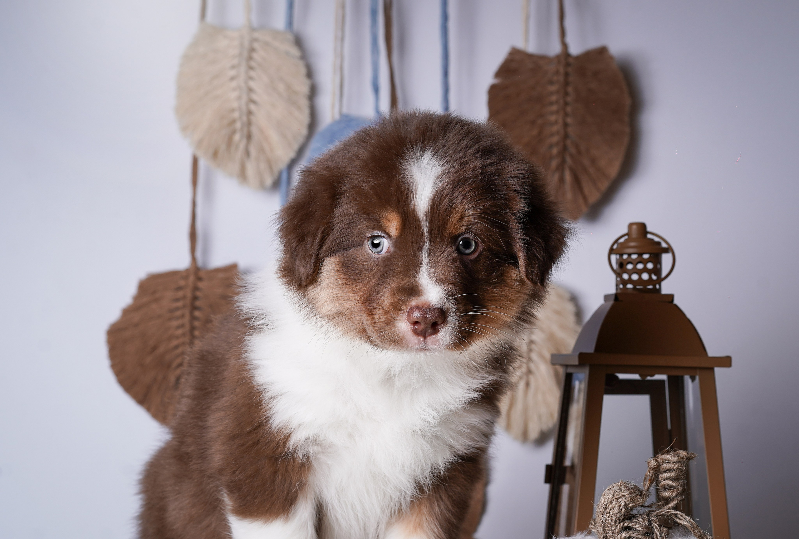 Щенки аусси. Фотограф-анималист в Санкт-Петербурге Яна Мартынова
