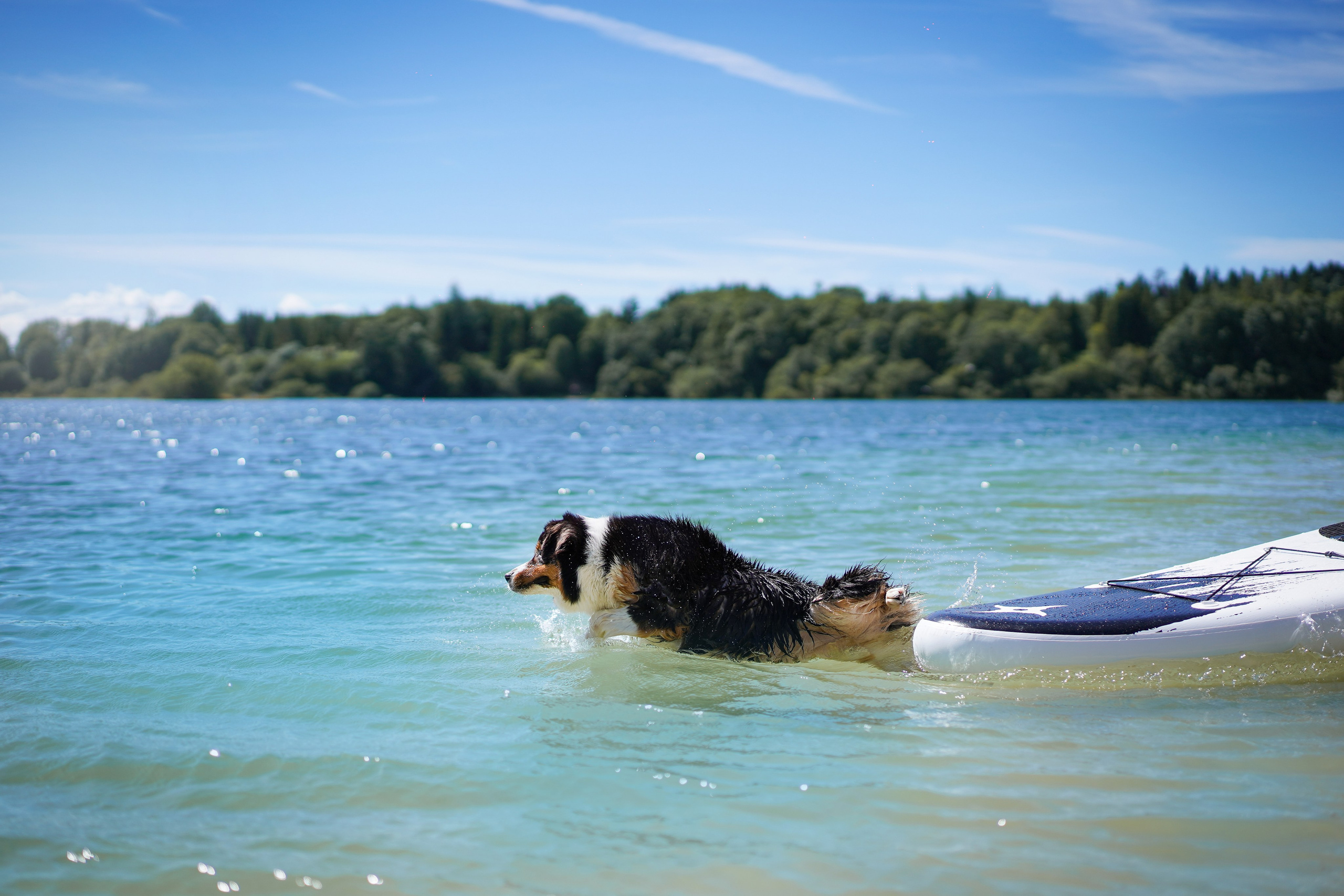 Аусси на карьерах. Фотограф-анималист в Санкт-Петербурге Яна Мартынова
