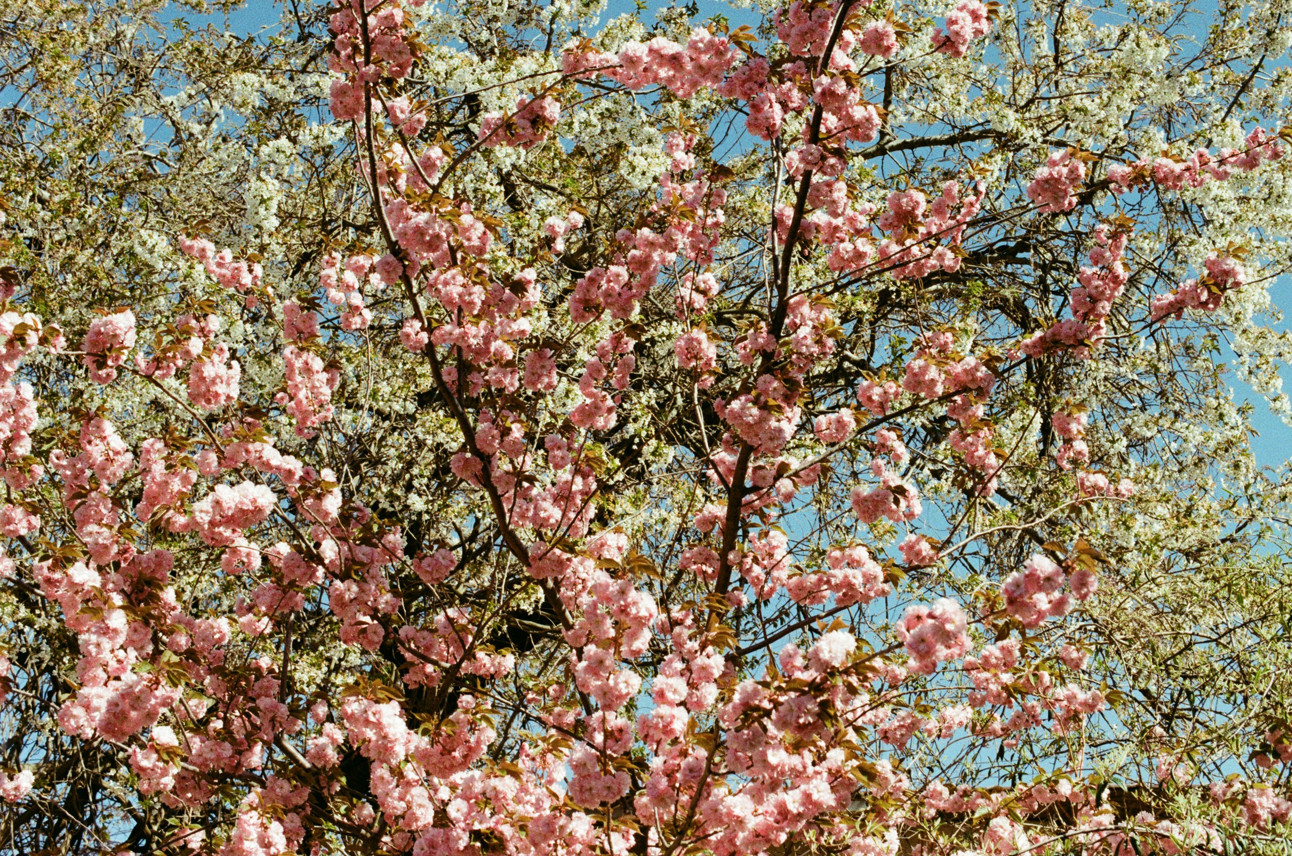 Sakura blues // ukraine, crimea V. EVER EXPOSED