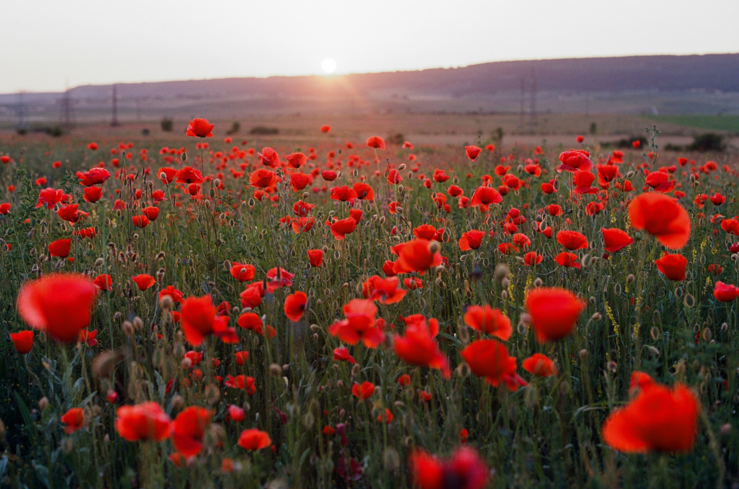 The drugs don't work // ukraine, crimea IV. EVER EXPOSED