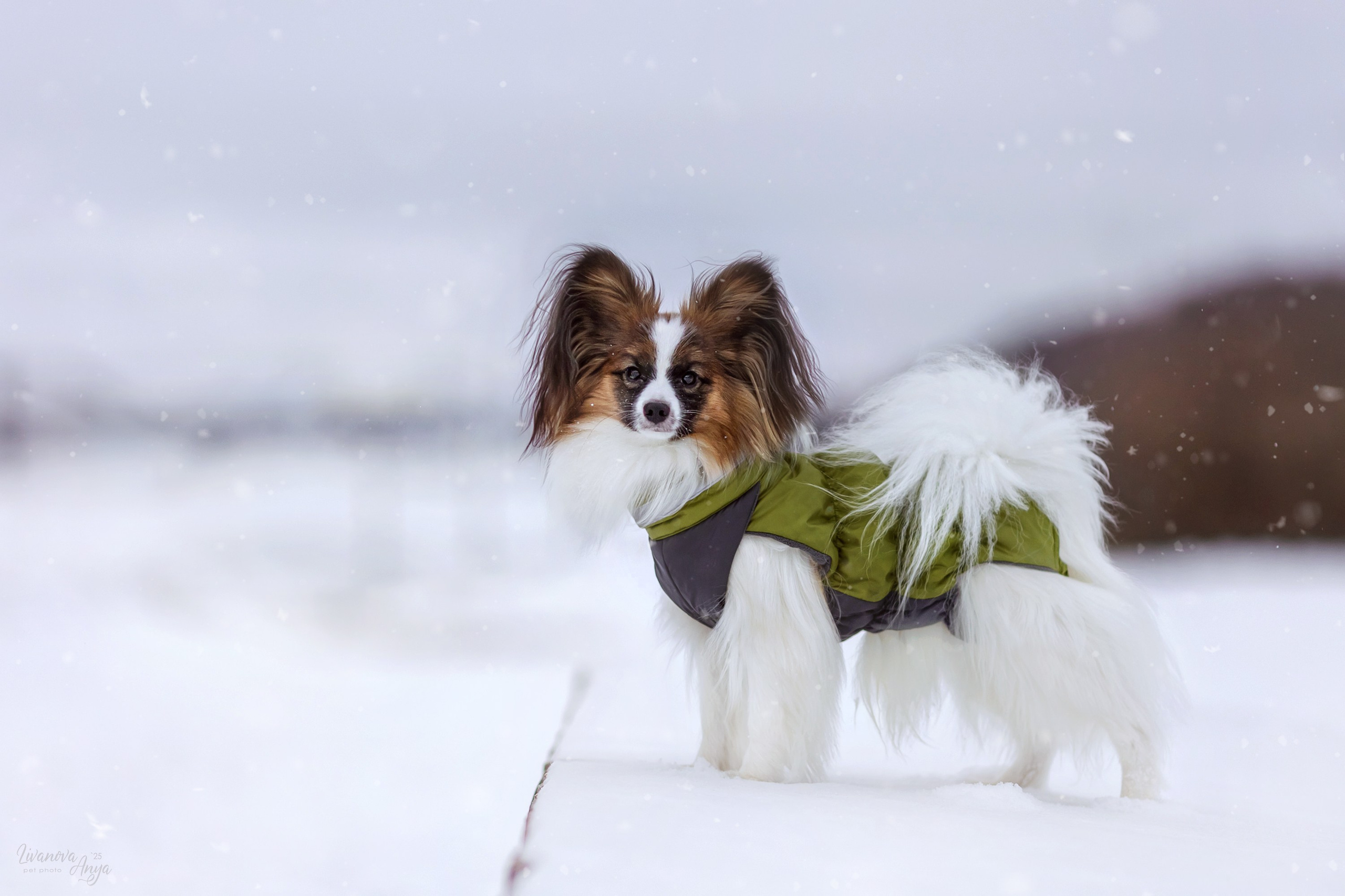 Хьюстон. Фотограф анималист Аня Ливанова | Рыбинск