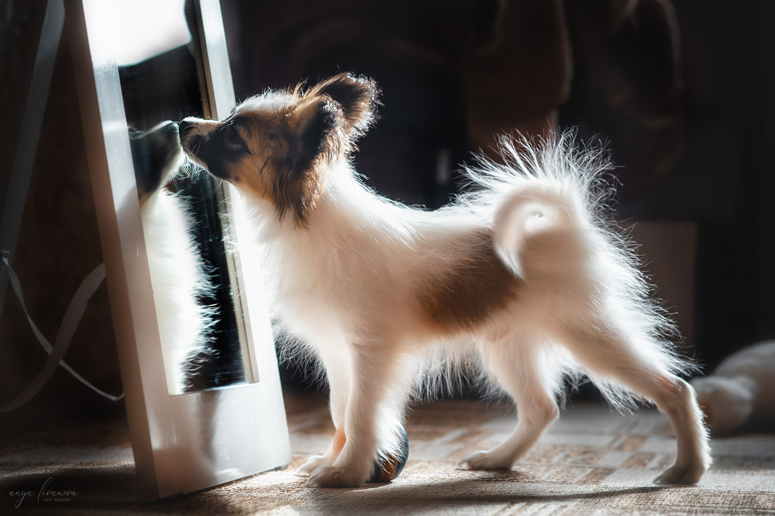 Хьюстон. Фотограф анималист Аня Ливанова | Рыбинск