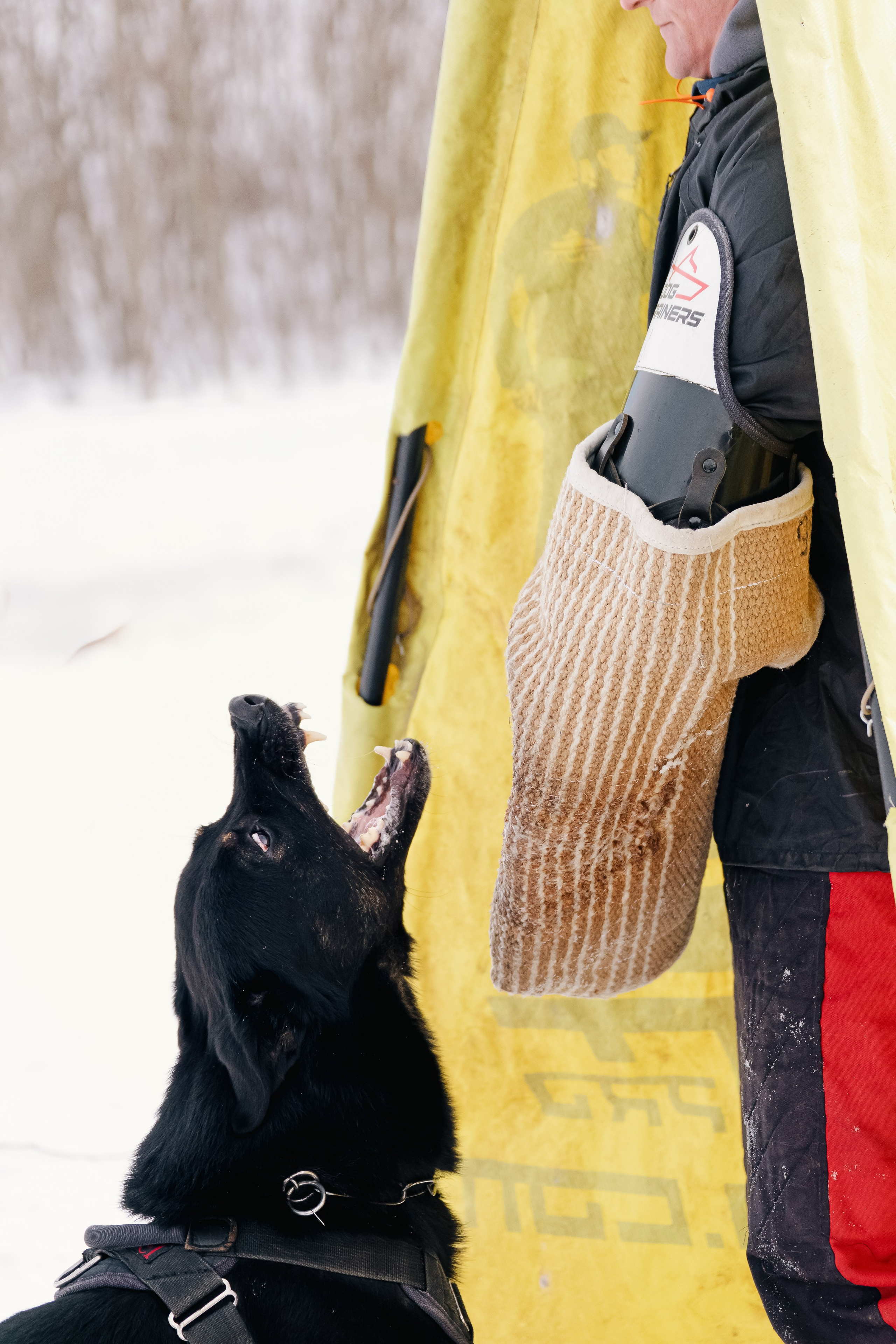Репортажная съемка. Фотограф-анималист Нижний Новгород