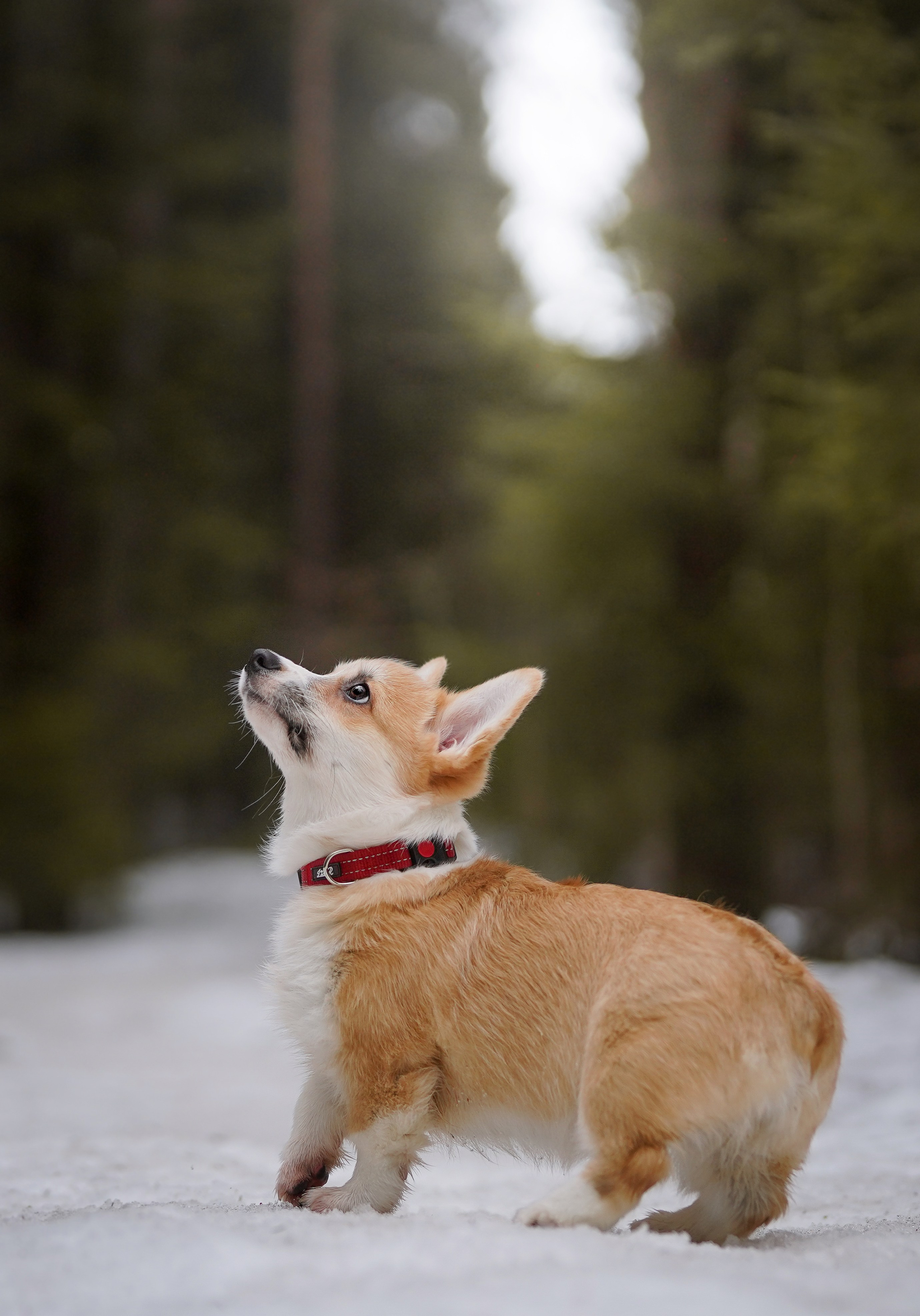 Щенки корги. Фотограф-анималист в Санкт-Петербурге Яна Мартынова