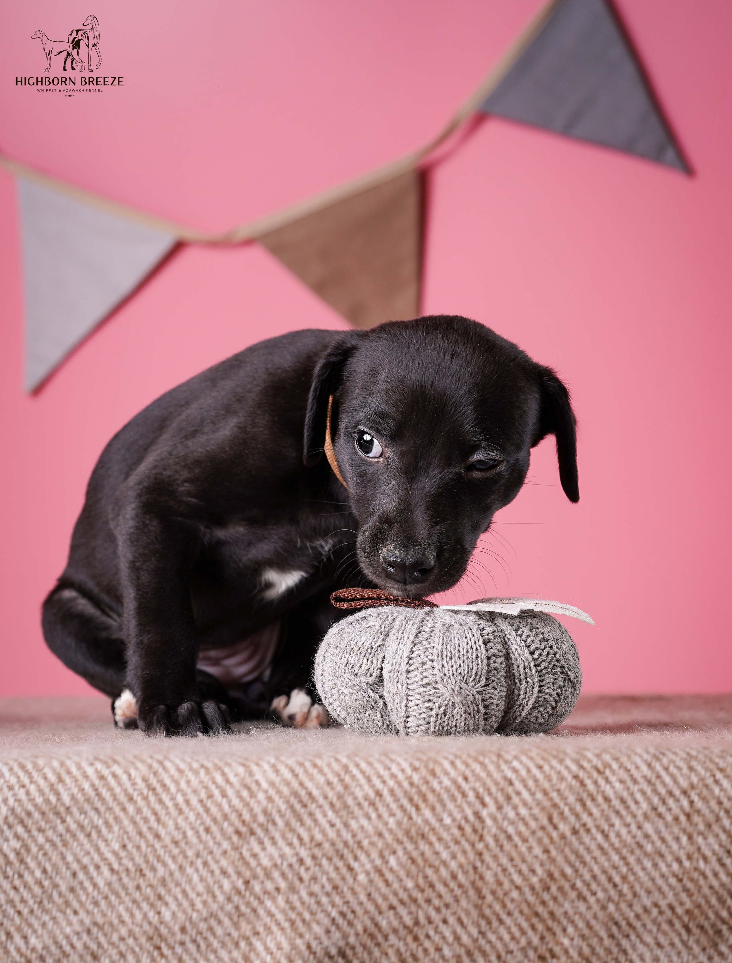 Щенки уиппета. Фотограф-анималист в Санкт-Петербурге Яна Мартынова