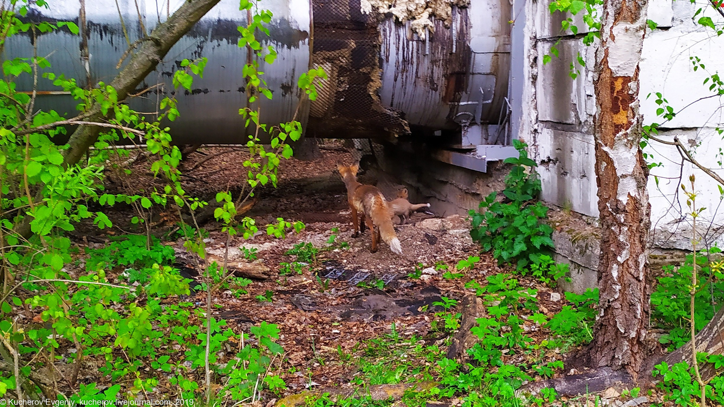 Лисята. Кучеров Евгений. Фотограф