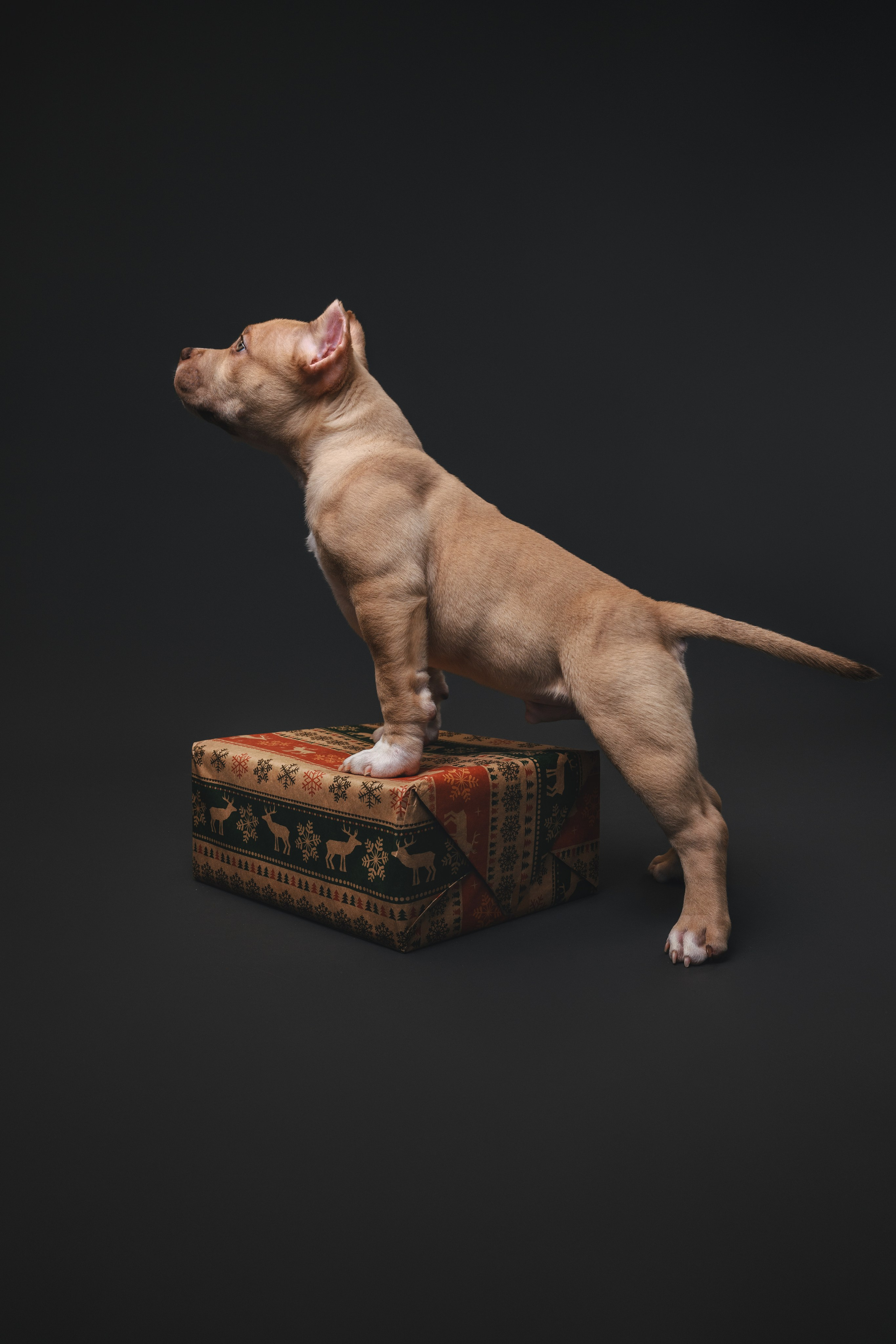 Булли. Фотограф Анималист в Москве Анастасия Жучкова