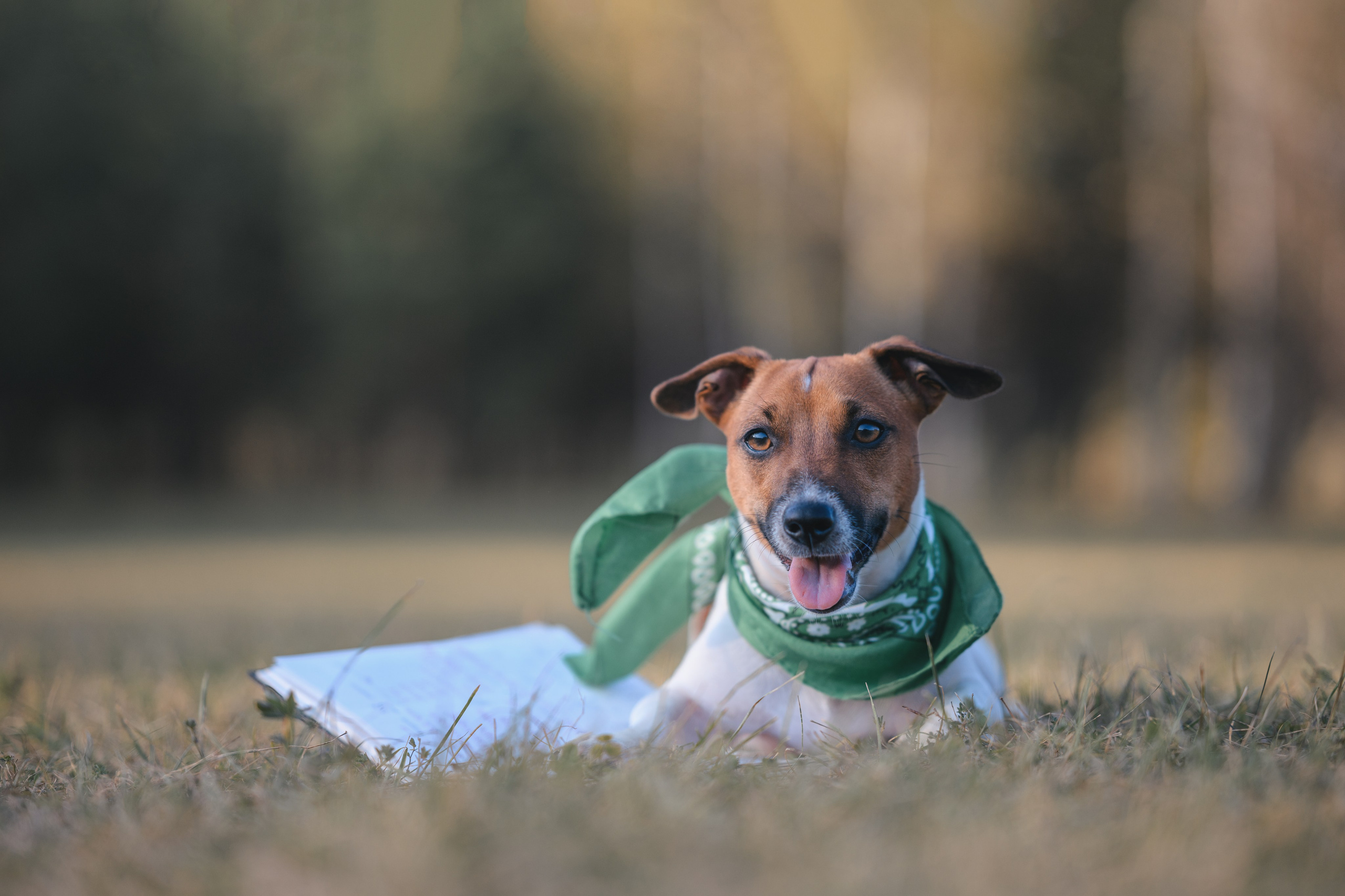 Прогулка в Мещерском парке. Фотограф Анималист в Москве Анастасия Жучкова