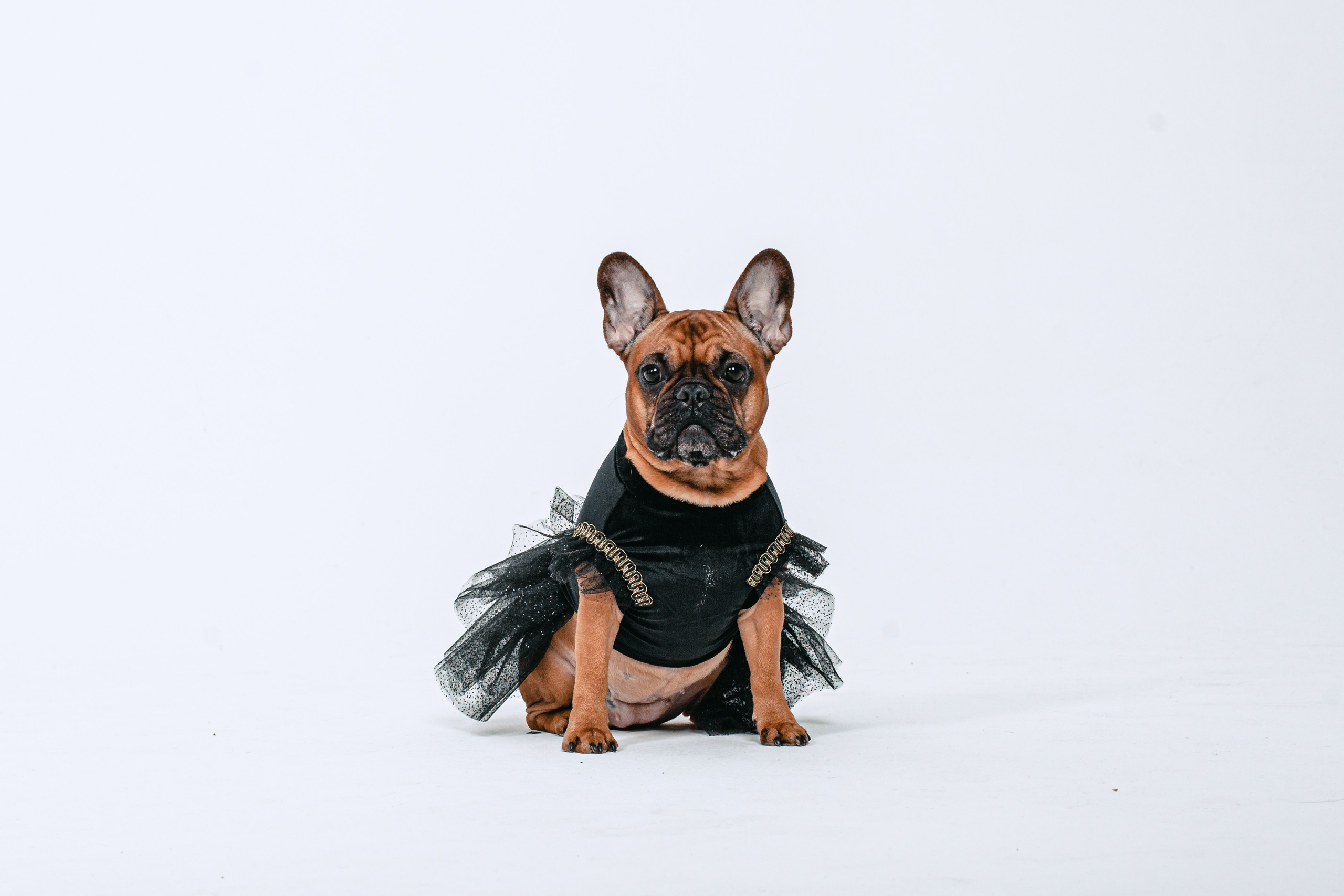 Пижамная вечеринка французских бульдогов и их хозяев. Фотограф-анималист Татьяна Степанова